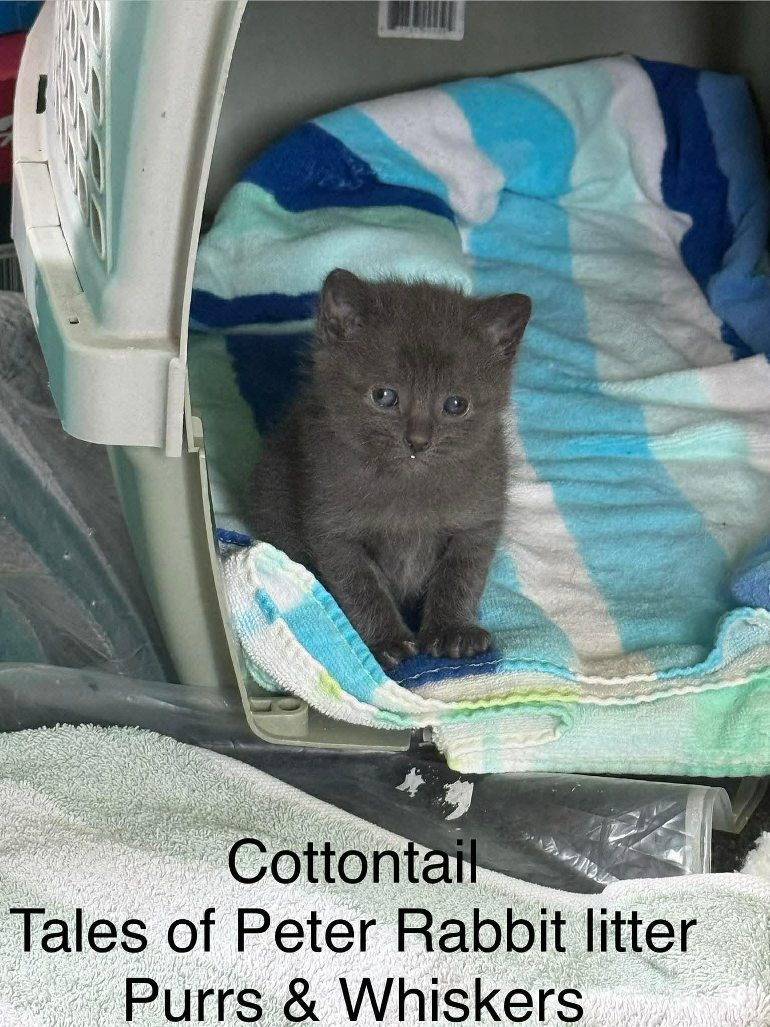 Cottontail , ADOPTABLE, Kitten Male Domestic Short Hair.