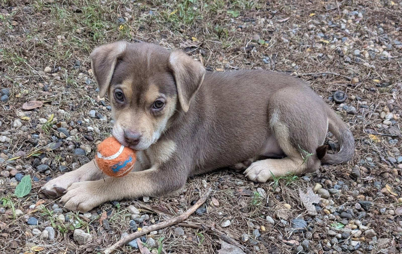 Enlarge Echo, a Adoptable Labrador Retriever in West Des Moines, IA image 1/3