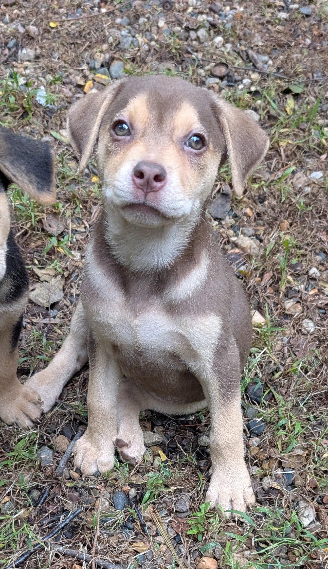 Enlarge Echo, a Adoptable Labrador Retriever in West Des Moines, IA image 2/3