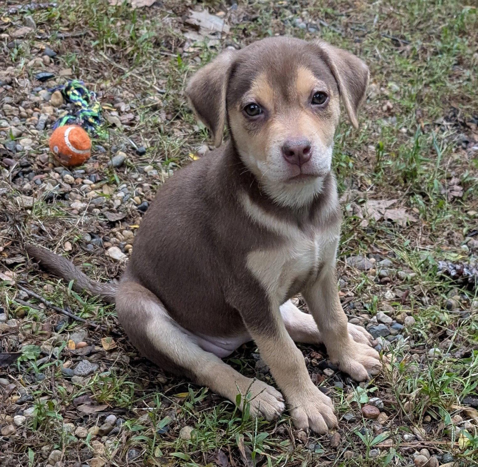 Enlarge Echo, a Adoptable Labrador Retriever in West Des Moines, IA image 3/3