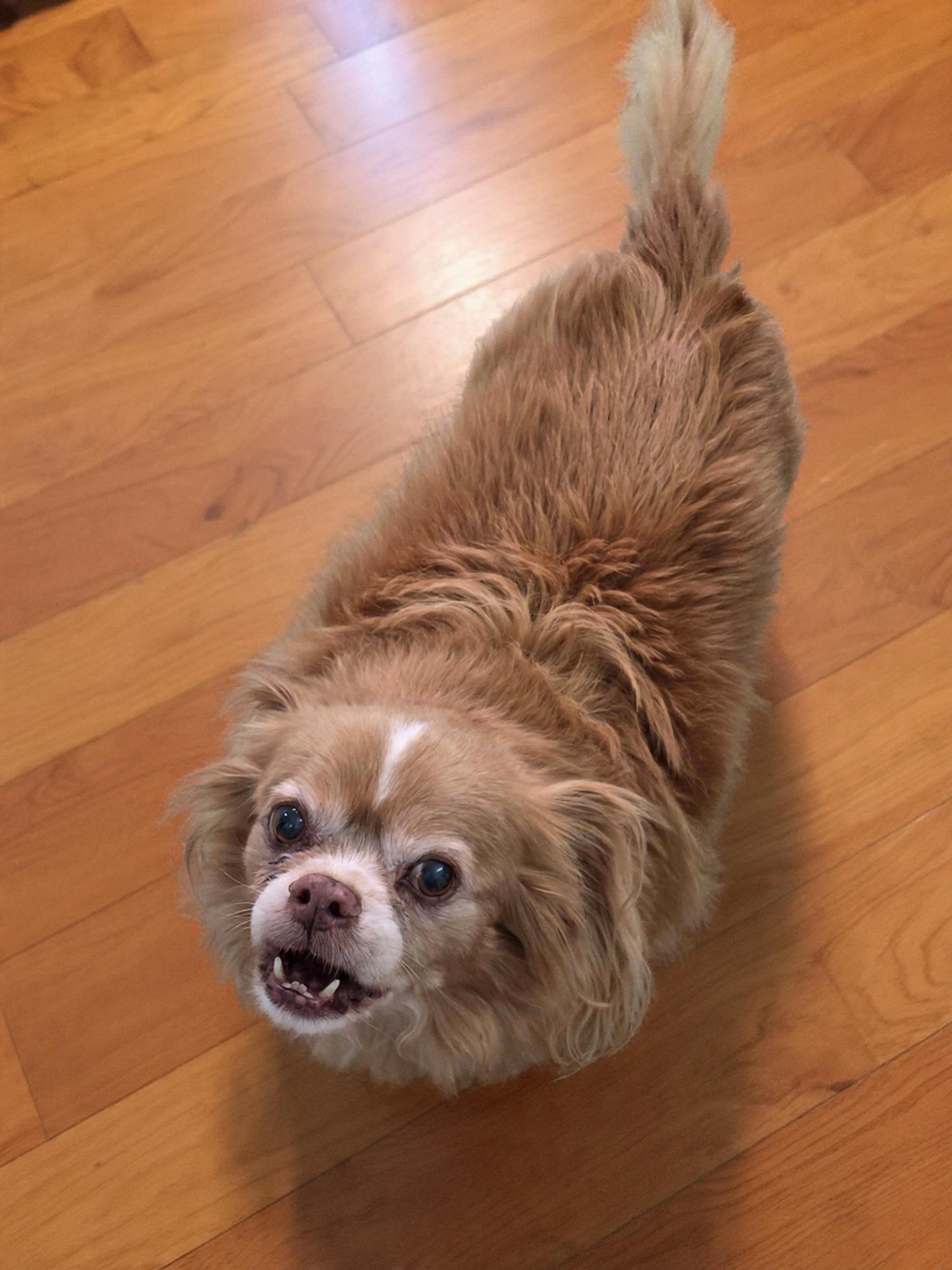 Pedro, adoptable, Senior Male Tibetan Spaniel.