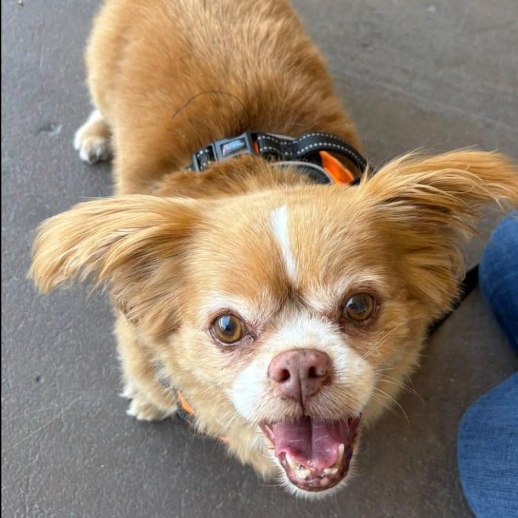Enlarge Pedro, an adoptable Tibetan Spaniel in Eustis, FL image 2/2