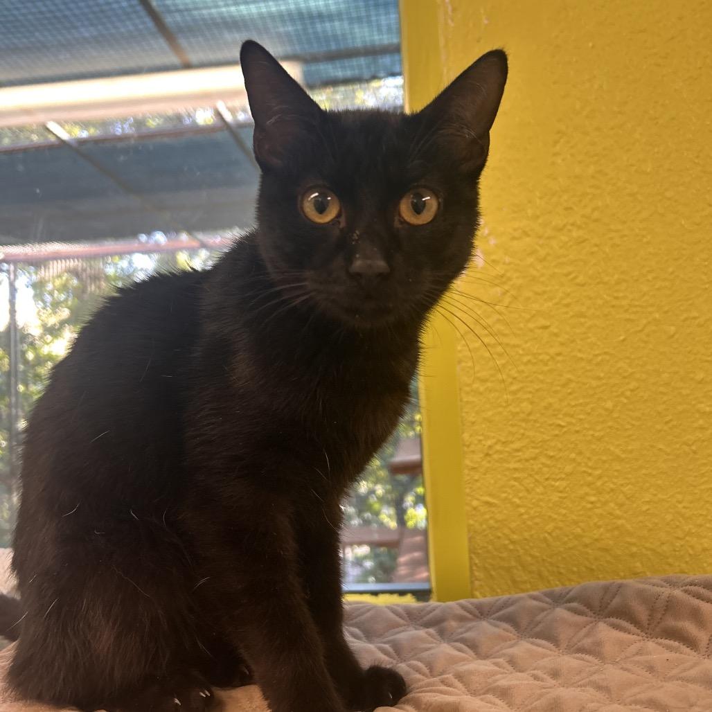 Hamburger, Adoptable, Young Male Domestic Short Hair.