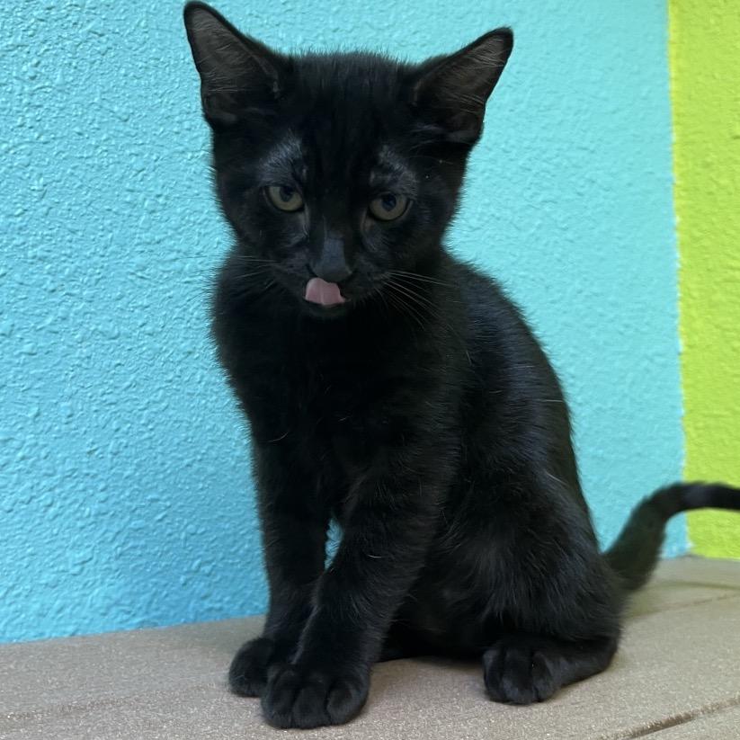 Hamburger, a Adoptable Domestic Short Hair in Fresno, CA image 2/3