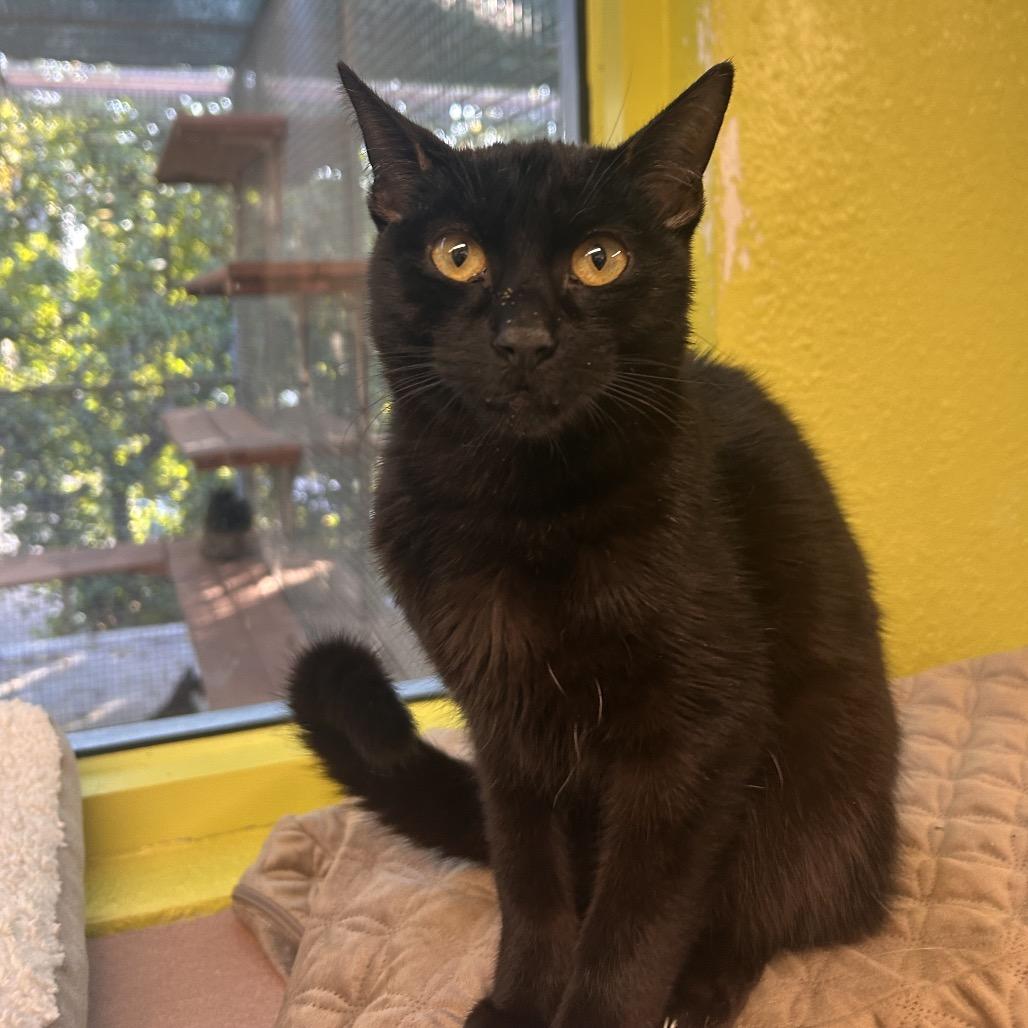 Hamburger, a Adoptable Domestic Short Hair in Fresno, CA image 3/3