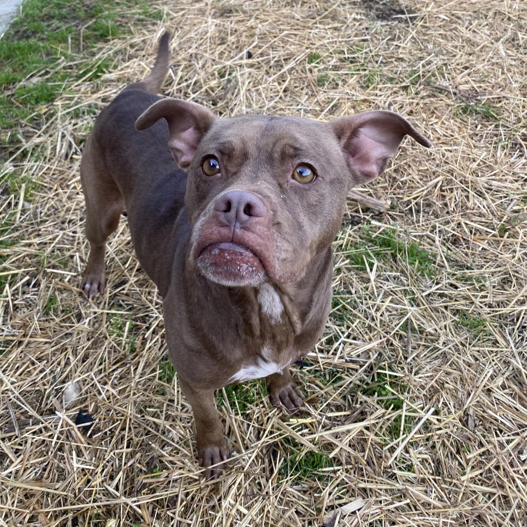 Delta Dawn, Adoptable, Adult Female Mixed Breed & Mixed Breed.