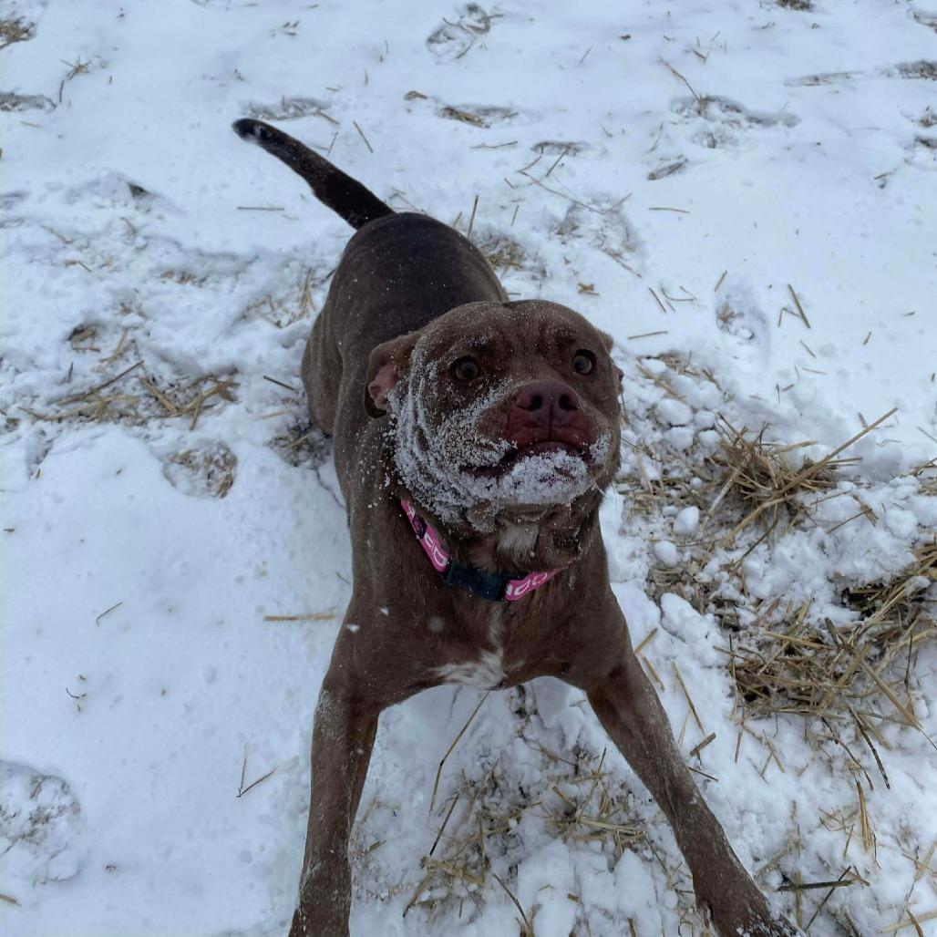 Delta Dawn, a Adoptable mixed breed in Caryville, TN image 3/5