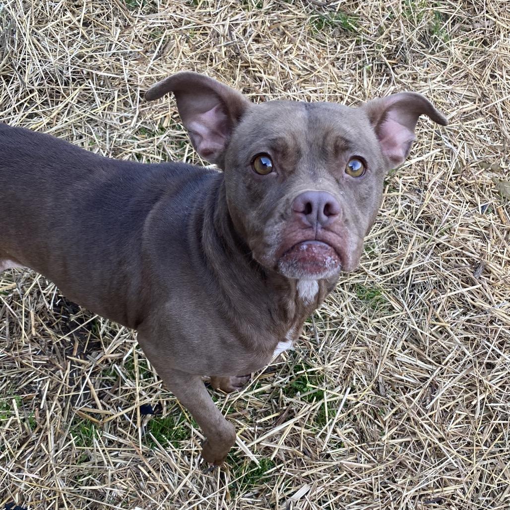 Delta Dawn, a Adoptable mixed breed in Caryville, TN image 4/5