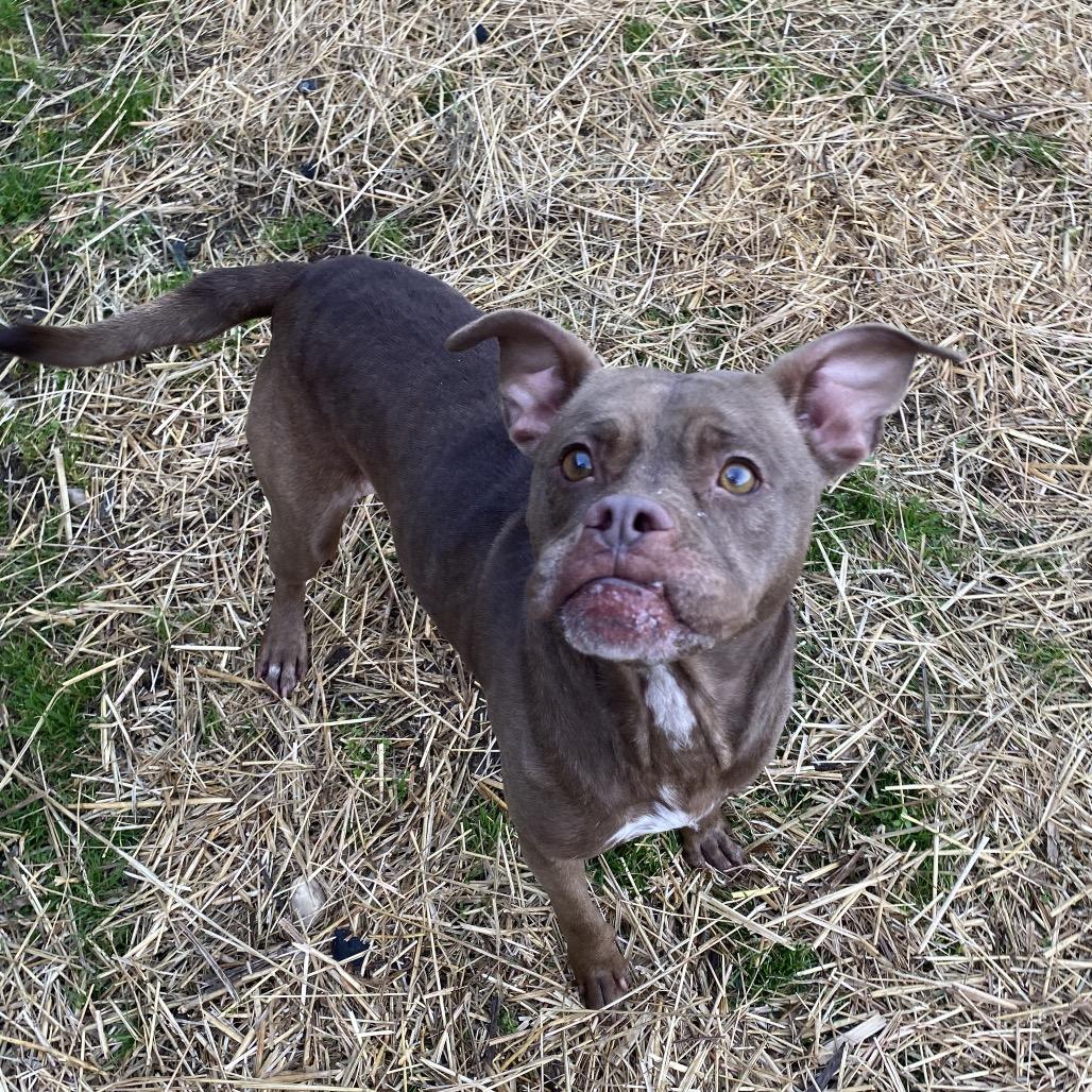 Delta Dawn, a Adoptable mixed breed in Caryville, TN image 5/5