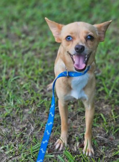 Enlarge Midge Chi3, a Adoptable Chihuahua in Wakefield, RI image 1/3