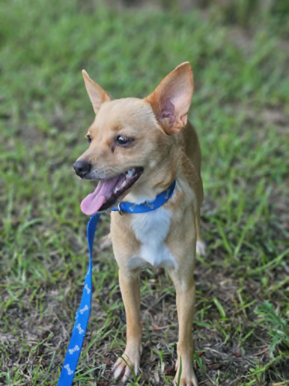 Enlarge Midge Chi3, a Adoptable Chihuahua in Wakefield, RI image 2/3