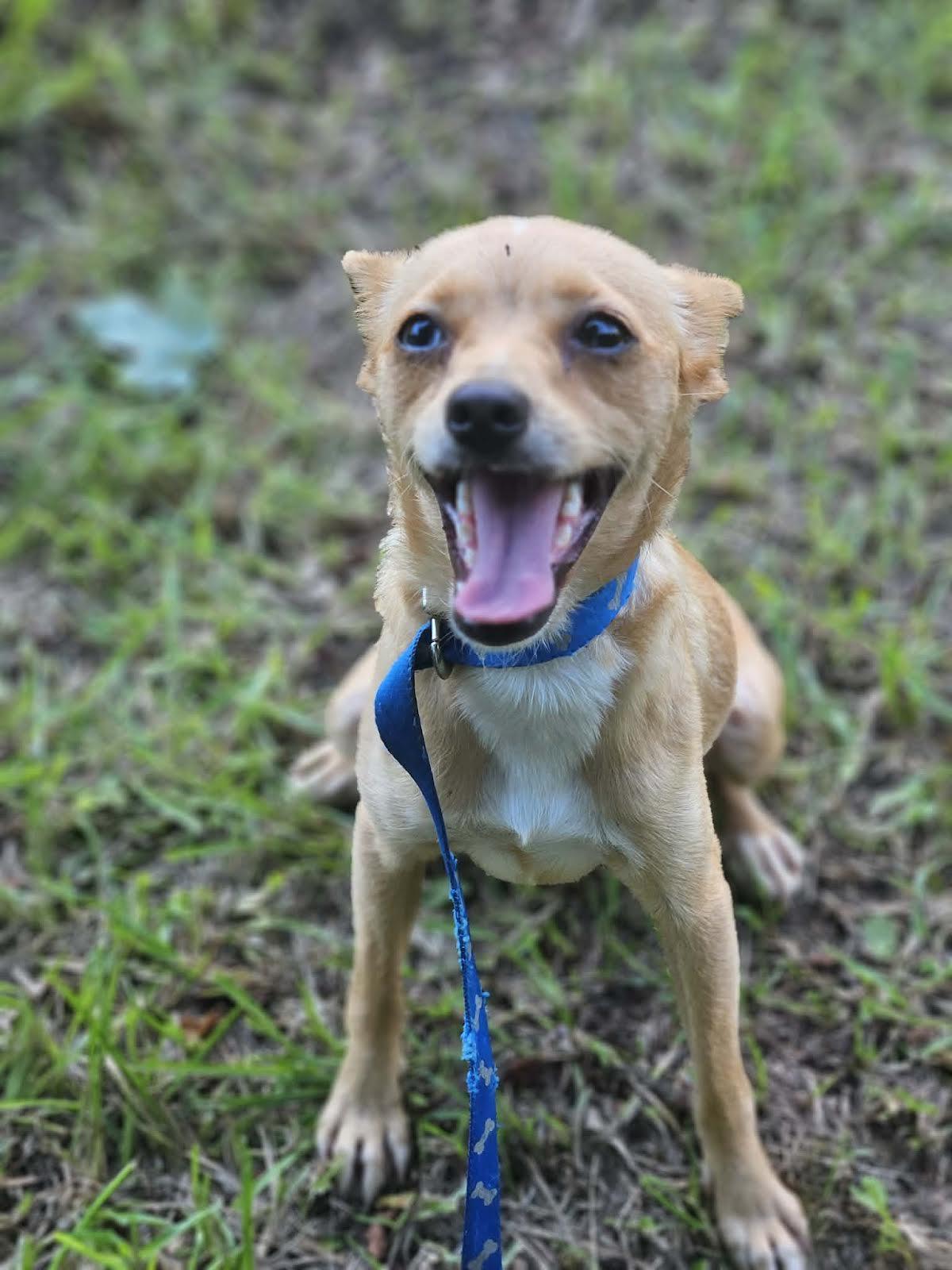 Enlarge Midge Chi3, a Adoptable Chihuahua in Wakefield, RI image 3/3