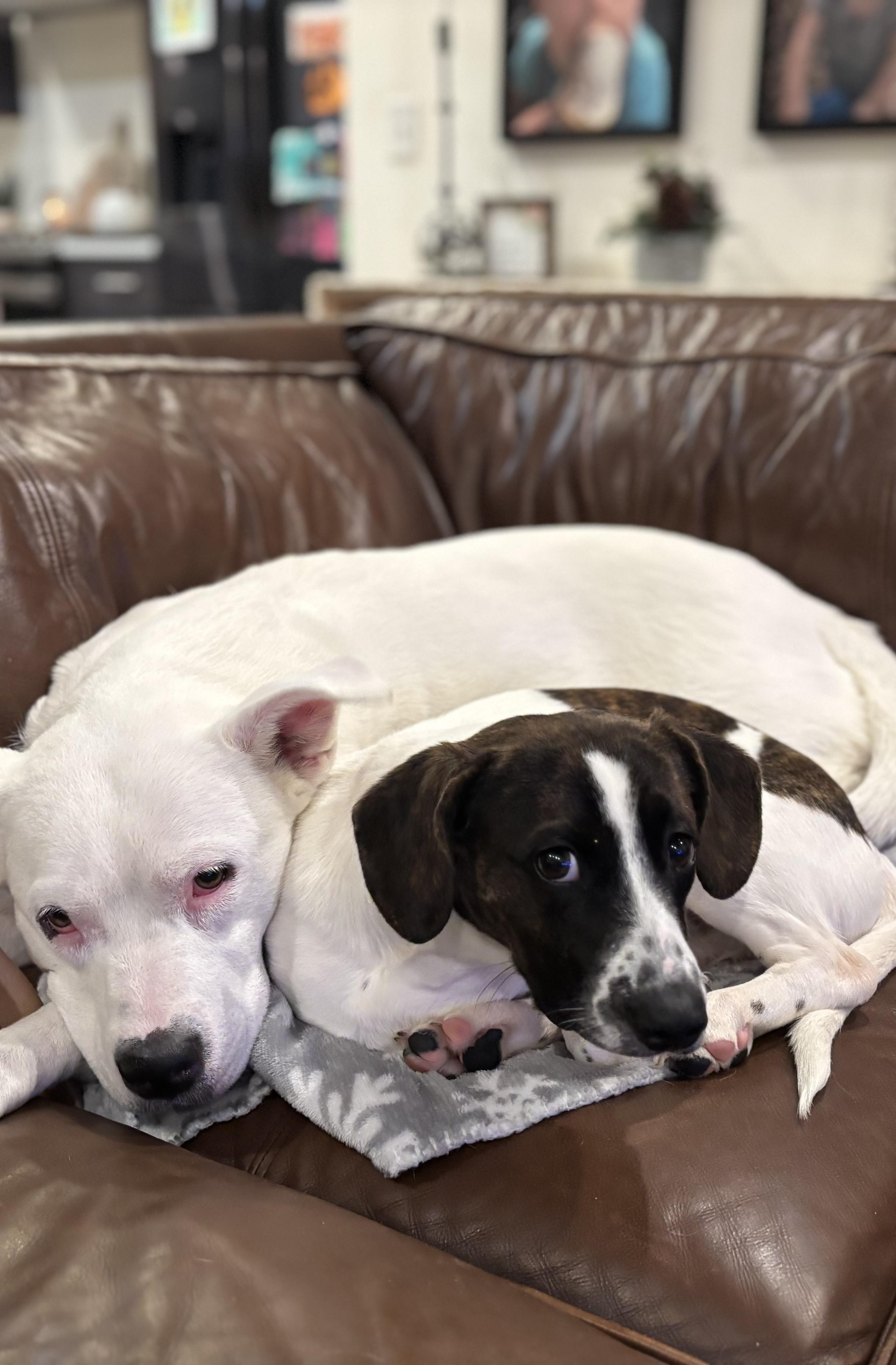 Dumbo, ADOPTABLE, Puppy Male Hound & Beagle.