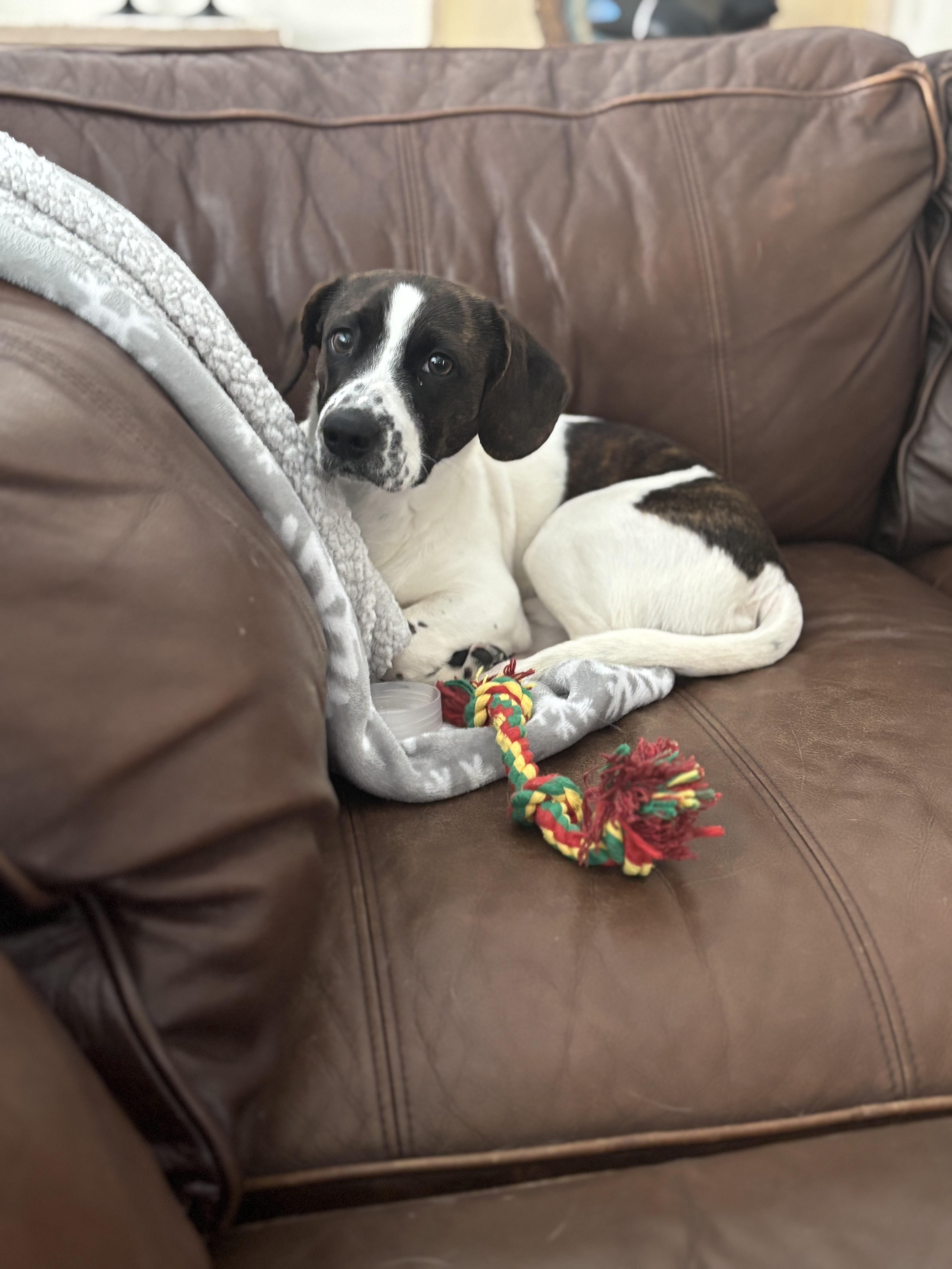 Dumbo, ADOPTABLE, Puppy Male Dachshund & Hound.