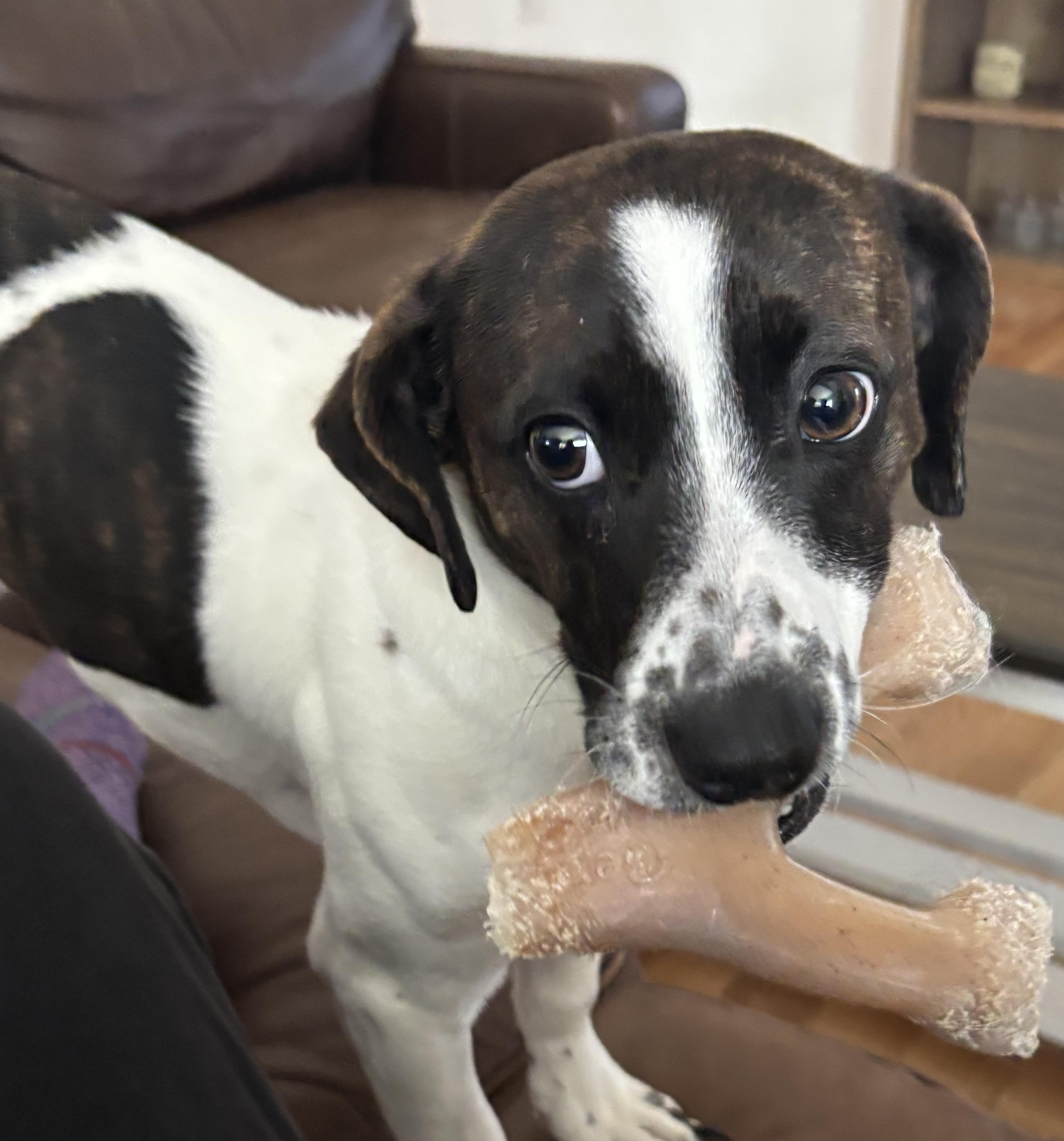 Dumbo, ADOPTABLE, Puppy Male Beagle & Dachshund.