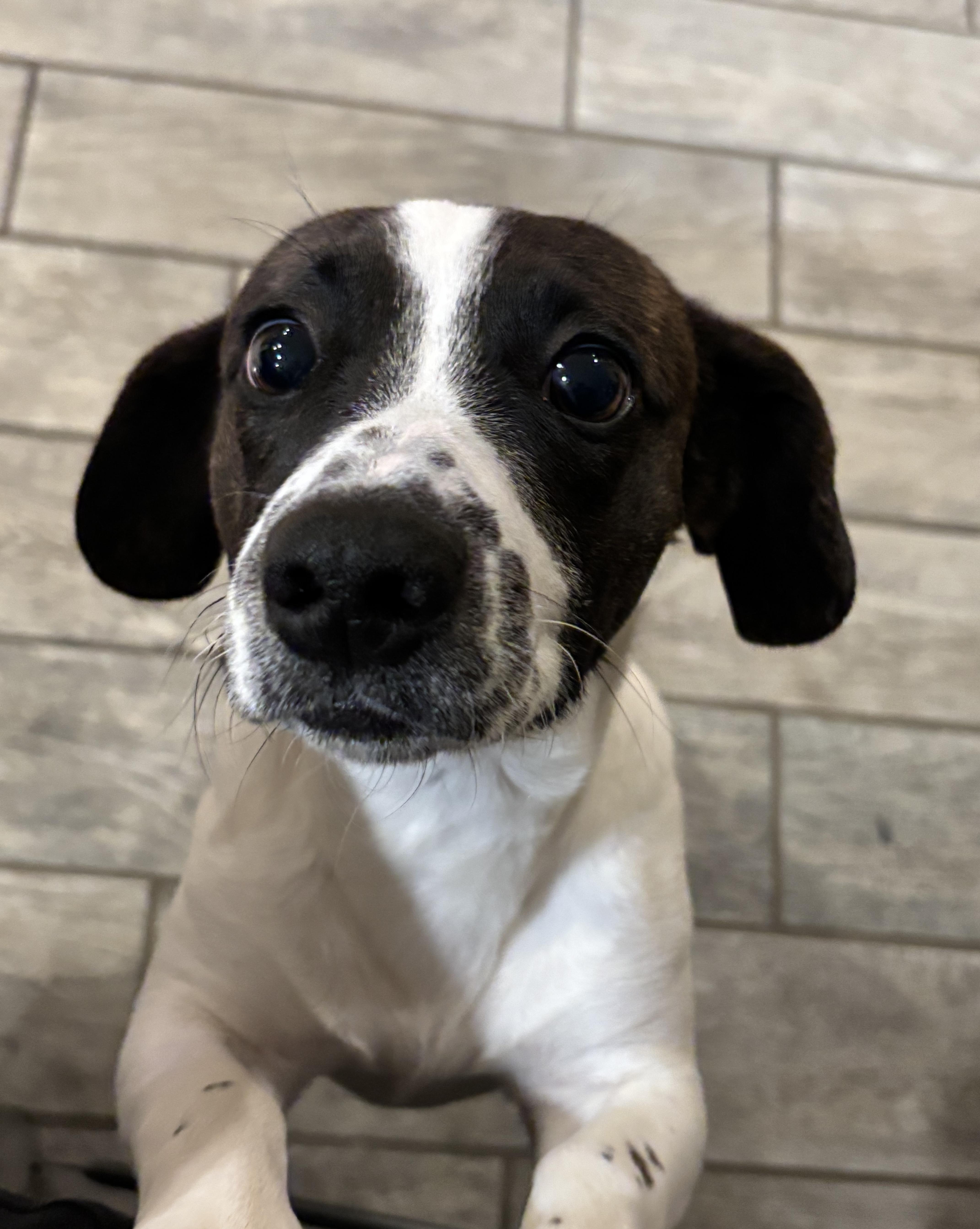 Dumbo, a ADOPTABLE mixed breed in Albany, NY image 2/6