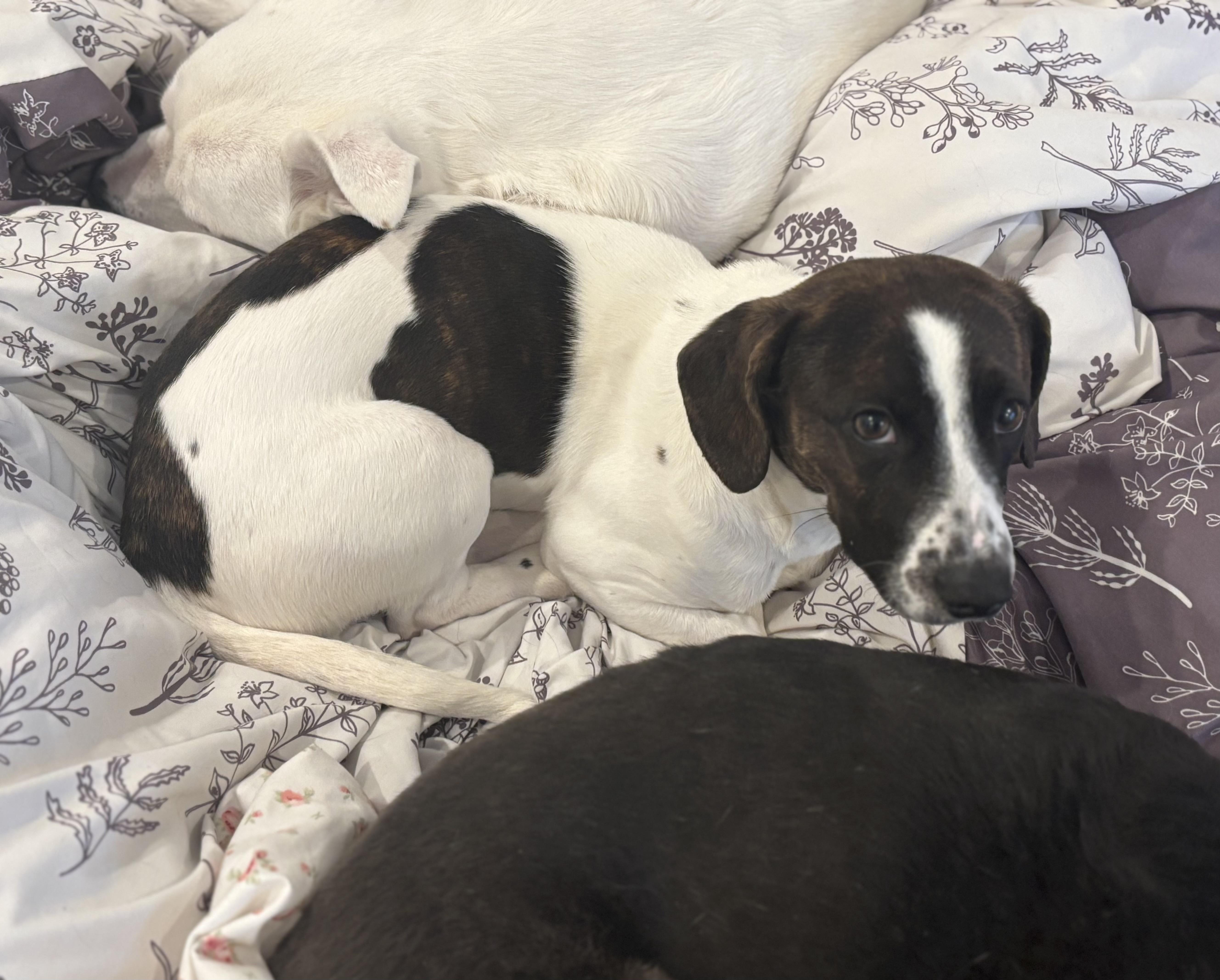 Dumbo, a ADOPTABLE mixed breed in Albany, NY image 3/6