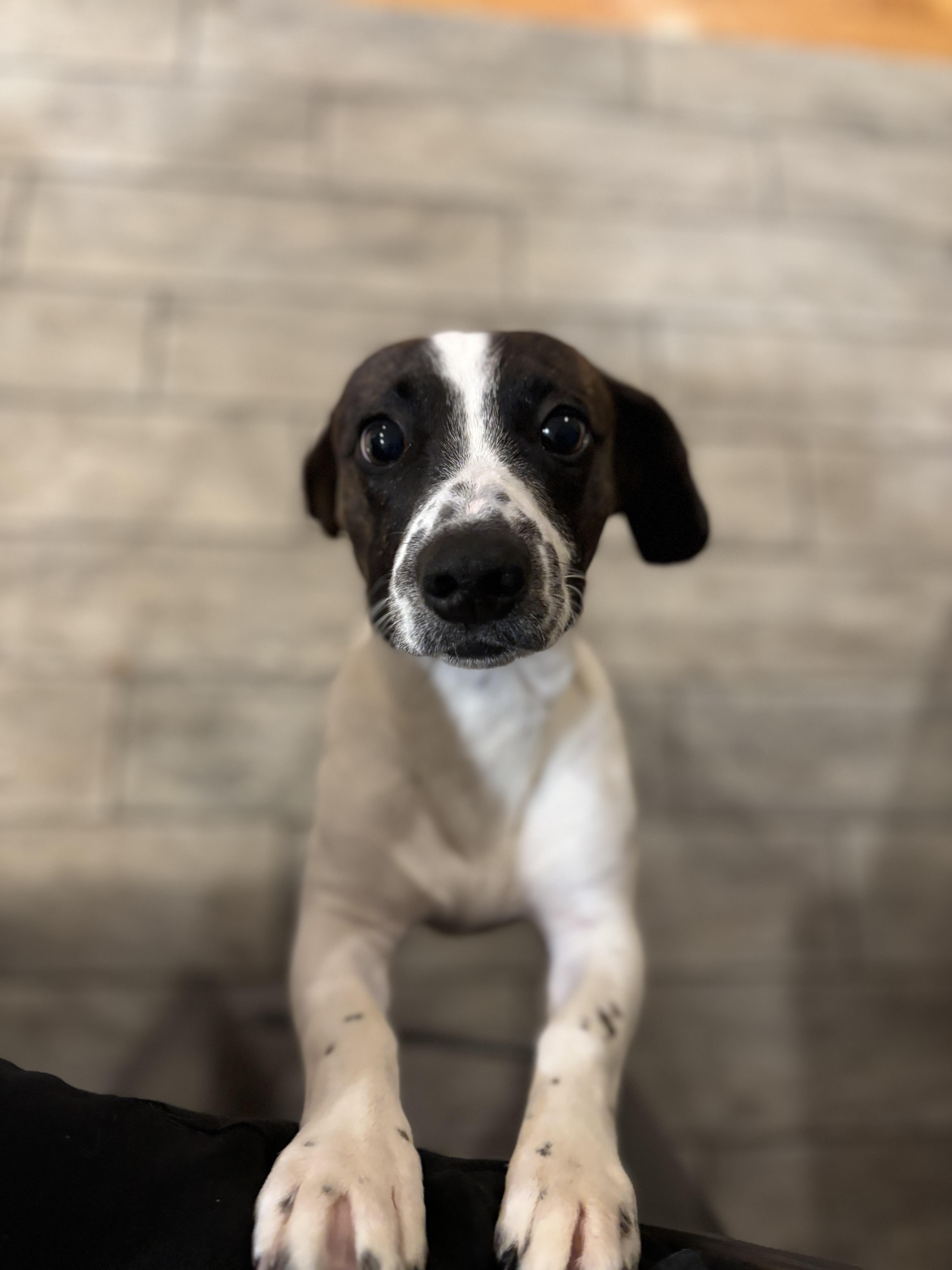 Dumbo, a ADOPTABLE mixed breed in Albany, NY image 3/6