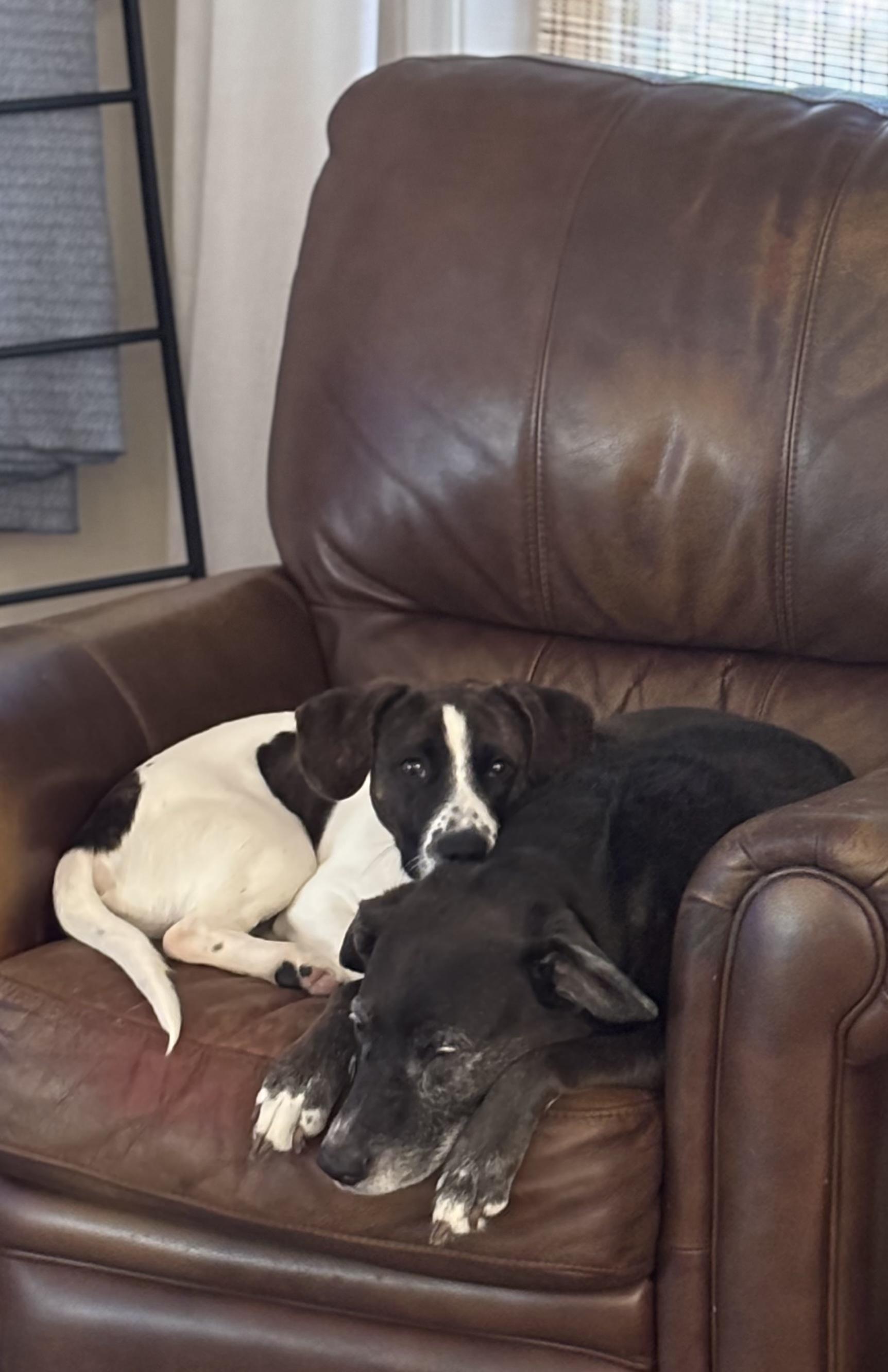 Dumbo, a ADOPTABLE mixed breed in Albany, NY image 4/6