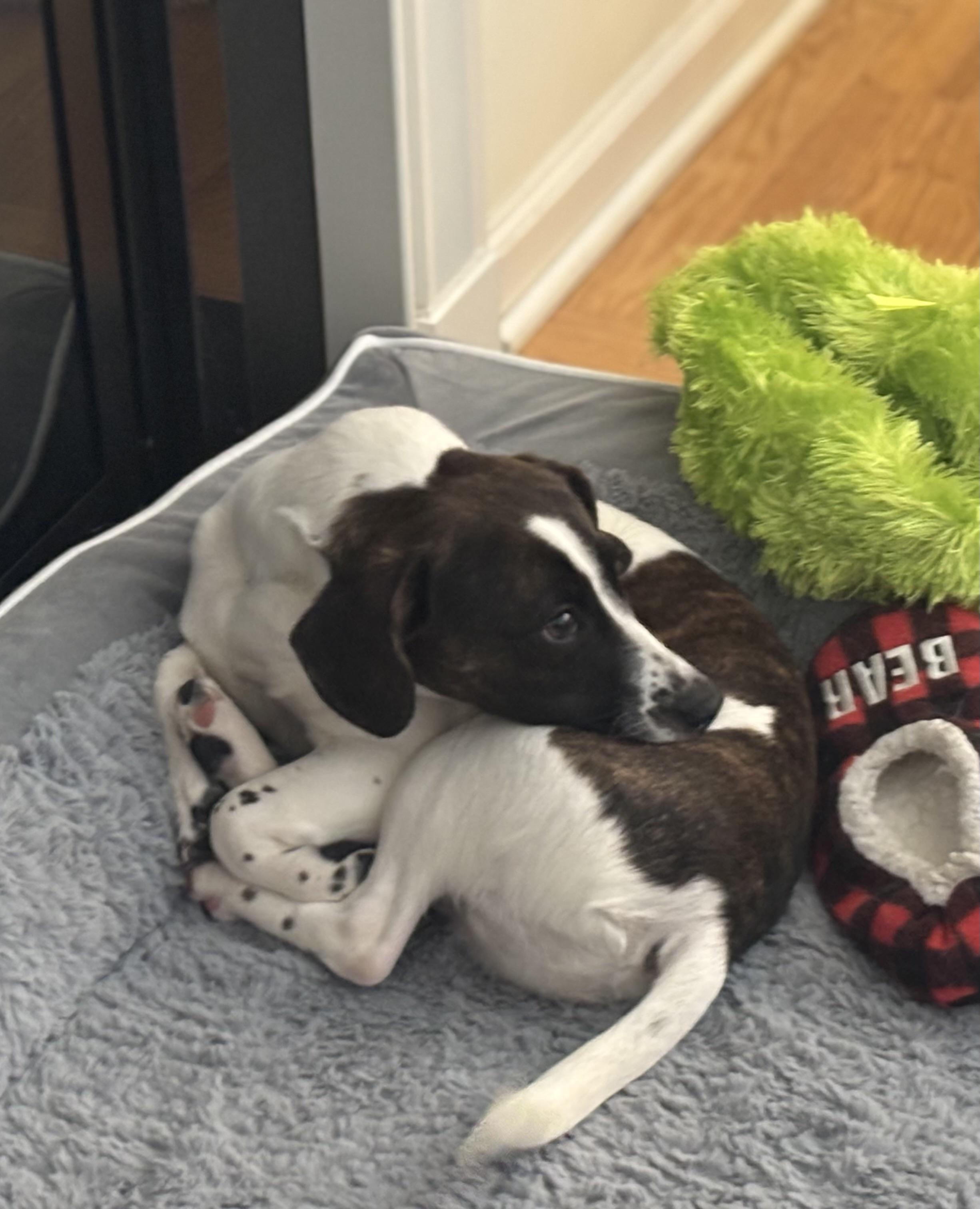 Dumbo, a ADOPTABLE mixed breed in Albany, NY image 6/6