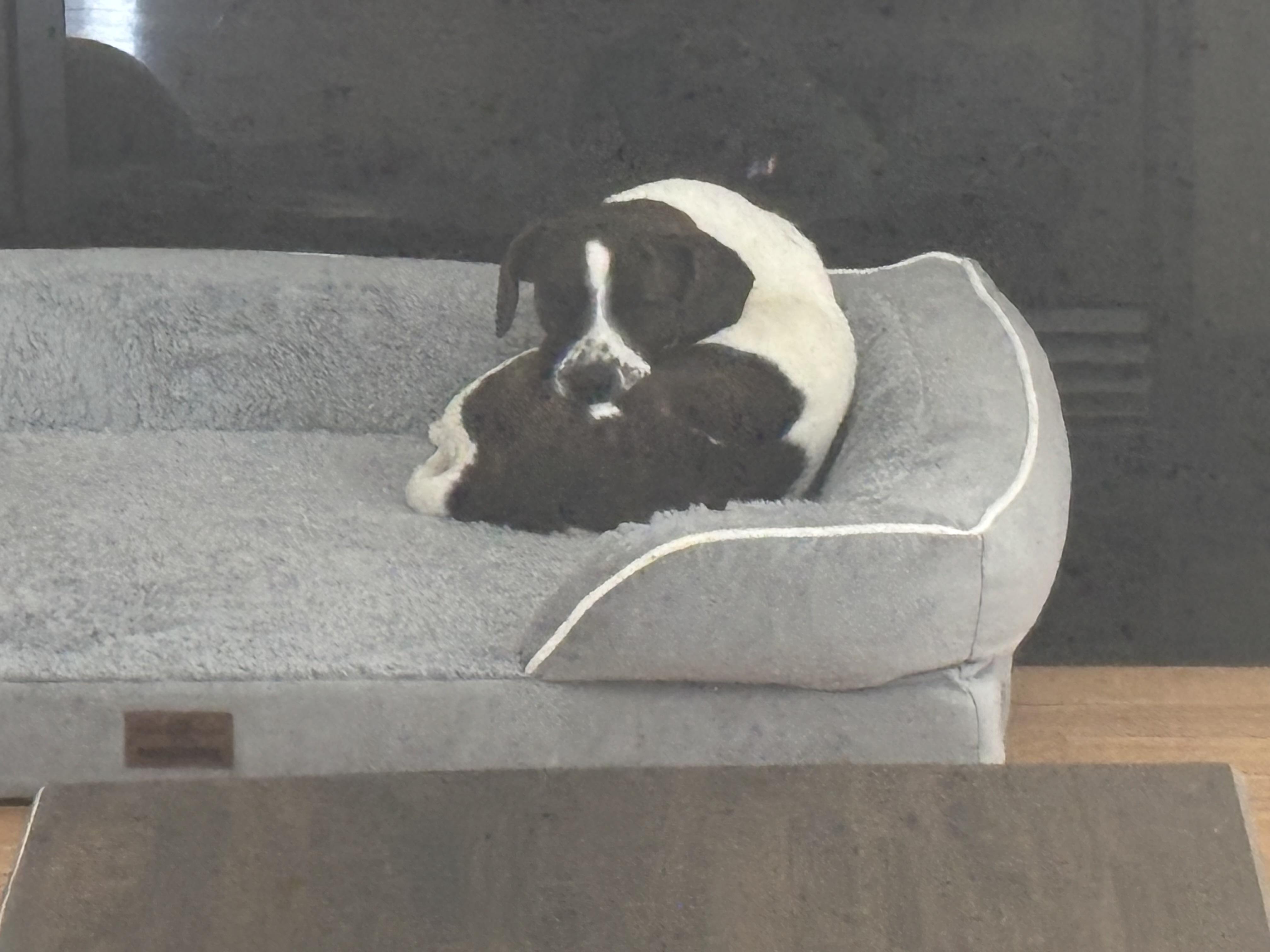 Dumbo, a ADOPTABLE mixed breed in Albany, NY image 5/5