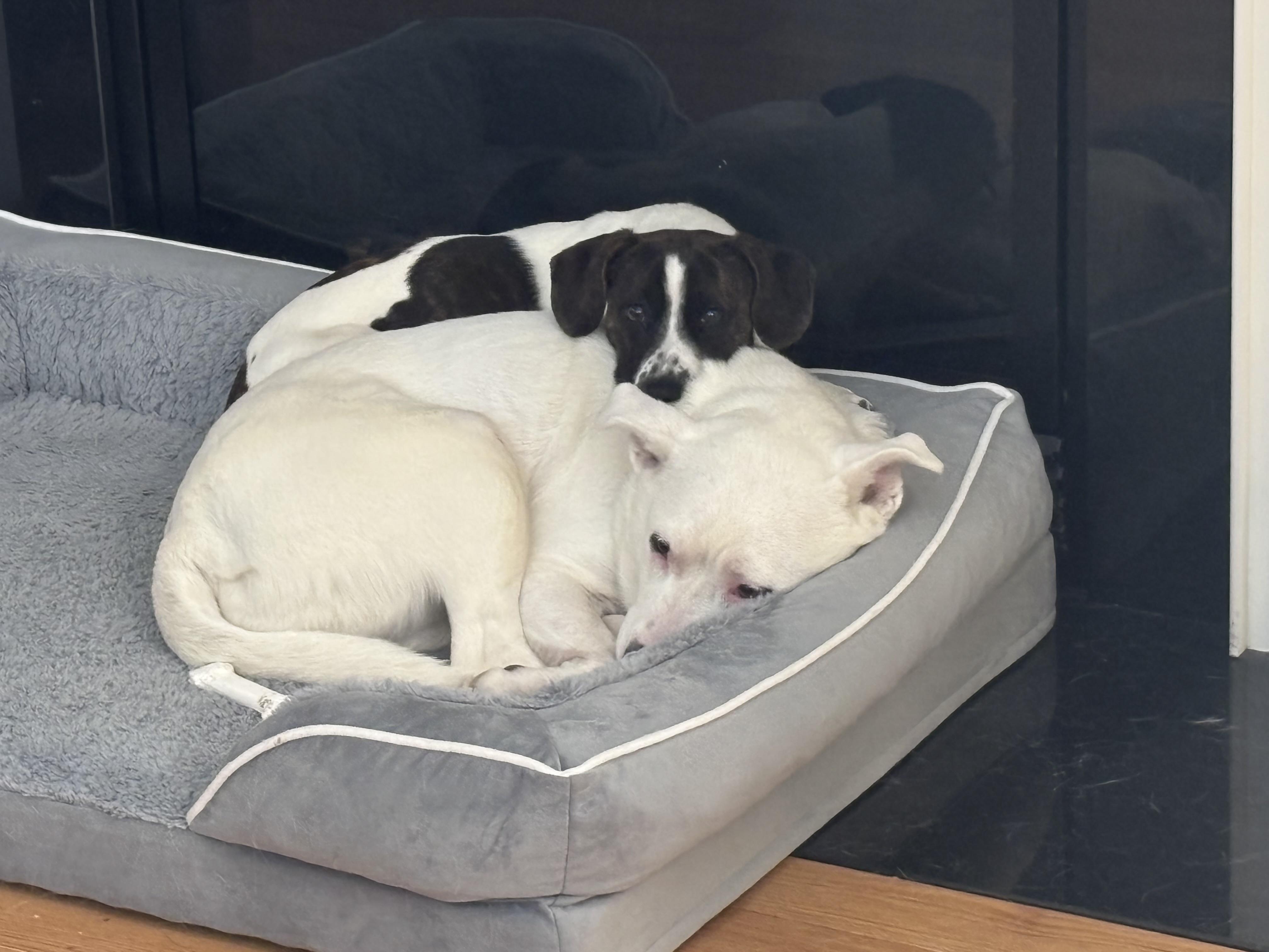 Dumbo, a ADOPTABLE mixed breed in Albany, NY image 2/5