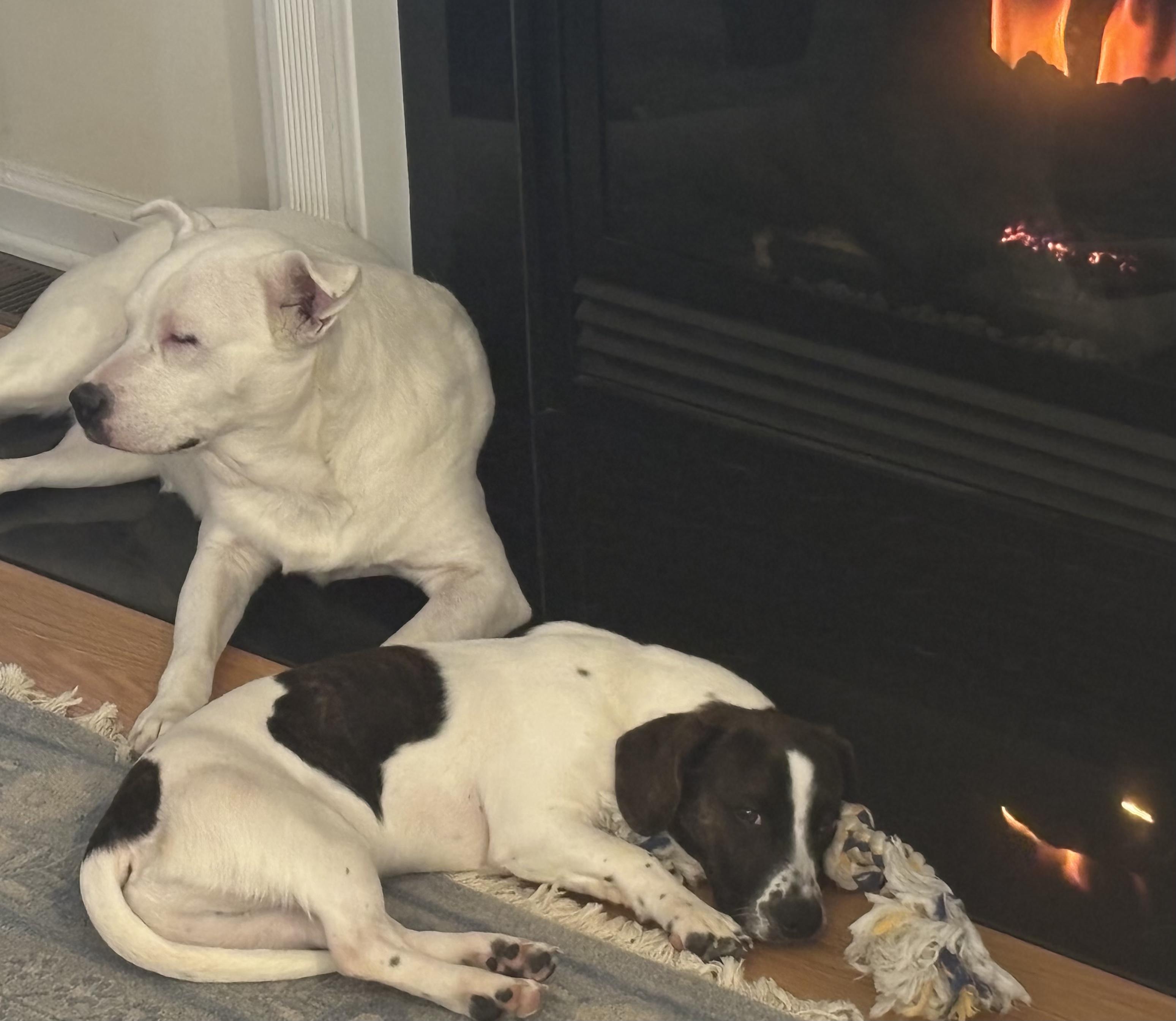 Dumbo, a ADOPTABLE mixed breed in Albany, NY image 6/6