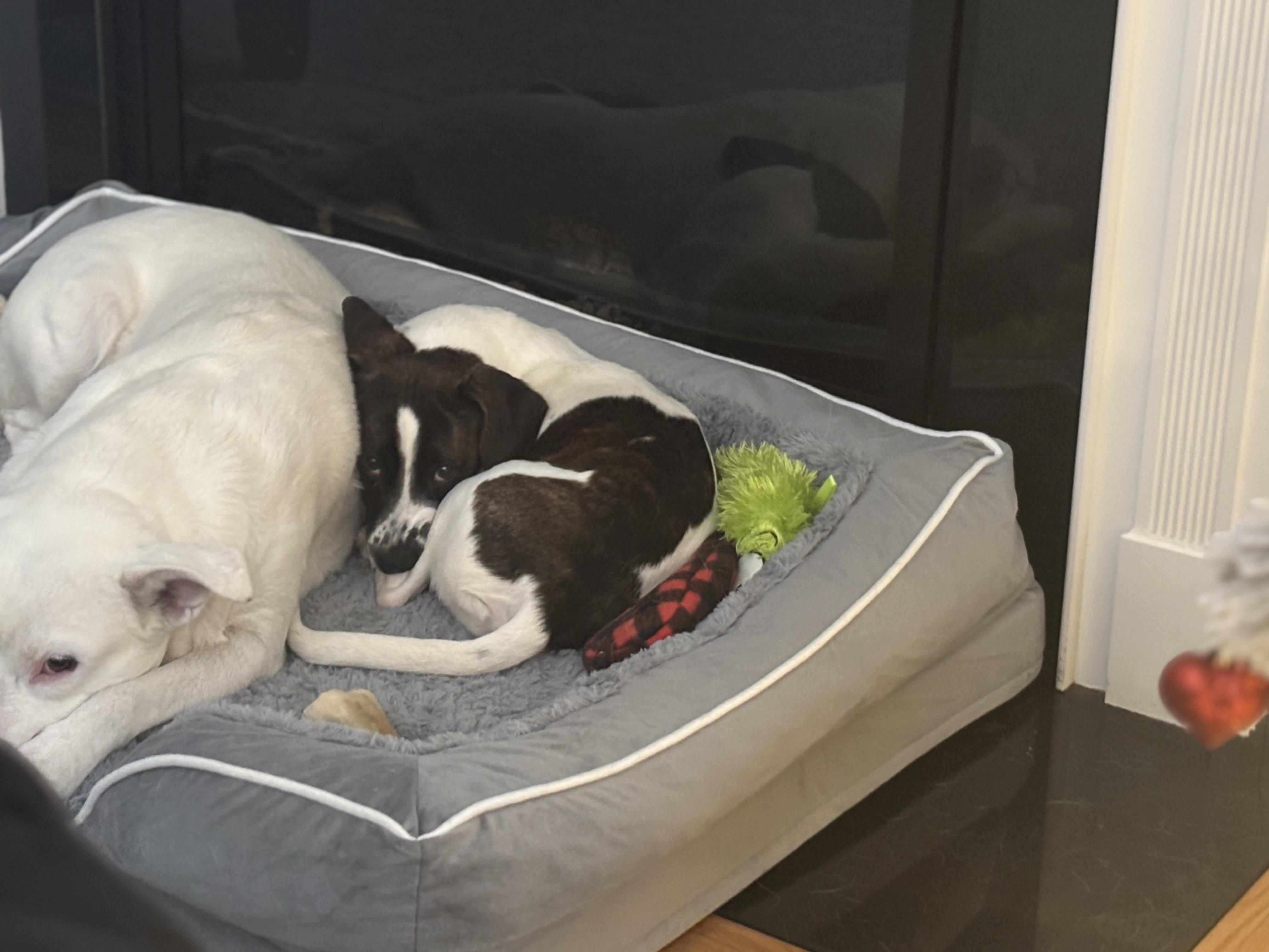 Dumbo, a ADOPTABLE mixed breed in Albany, NY image 4/6