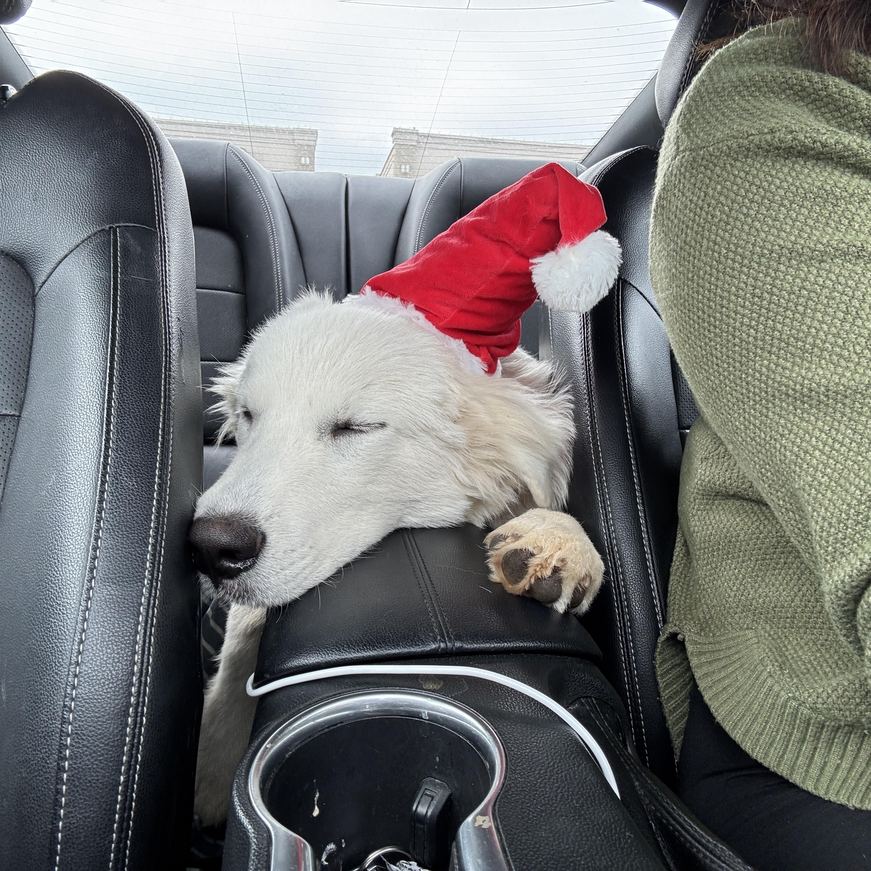Goose, Adoptable, Adult Male Great Pyrenees.