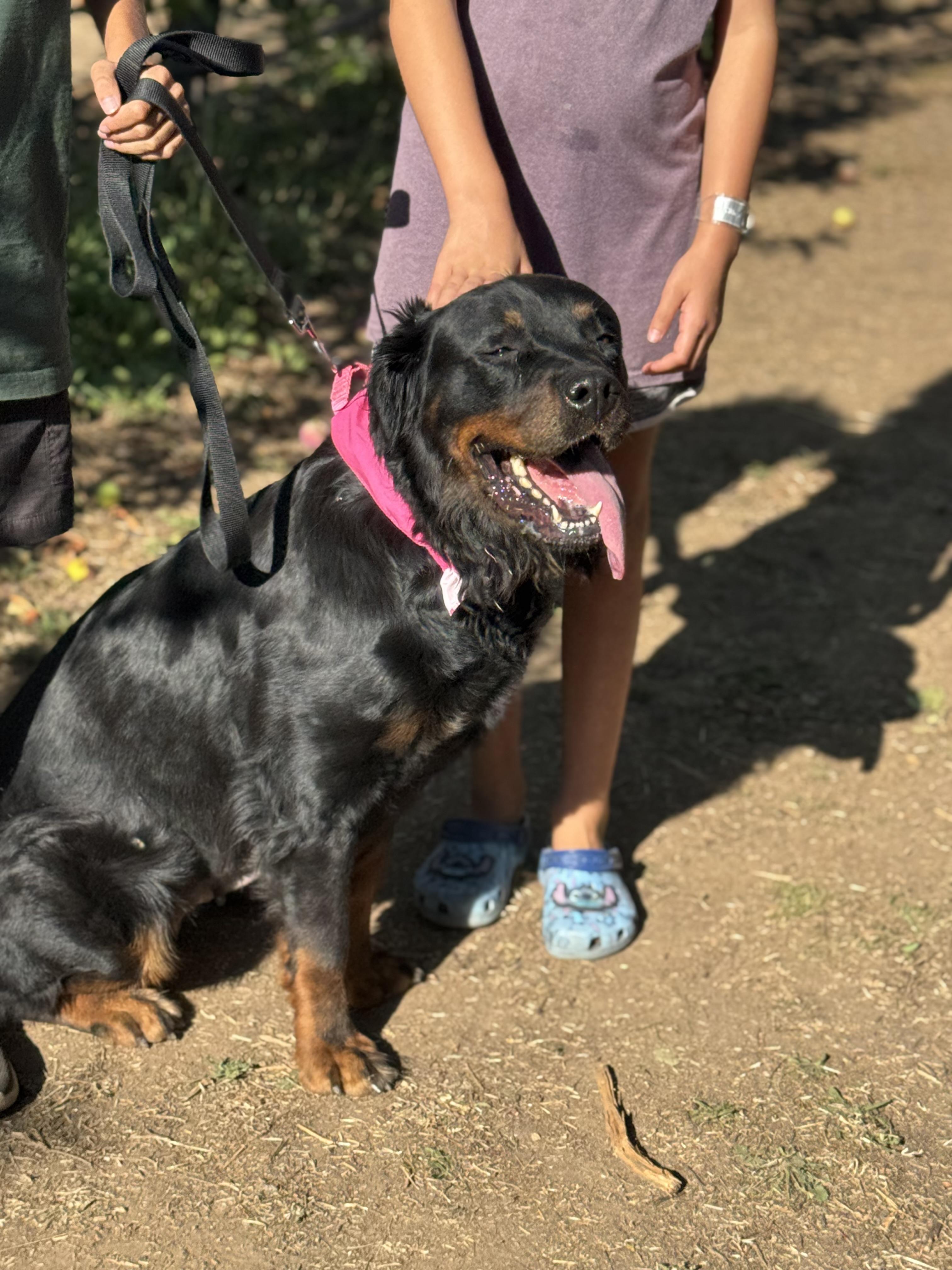 Coffee, Adoptable, Young Female Rottweiler.