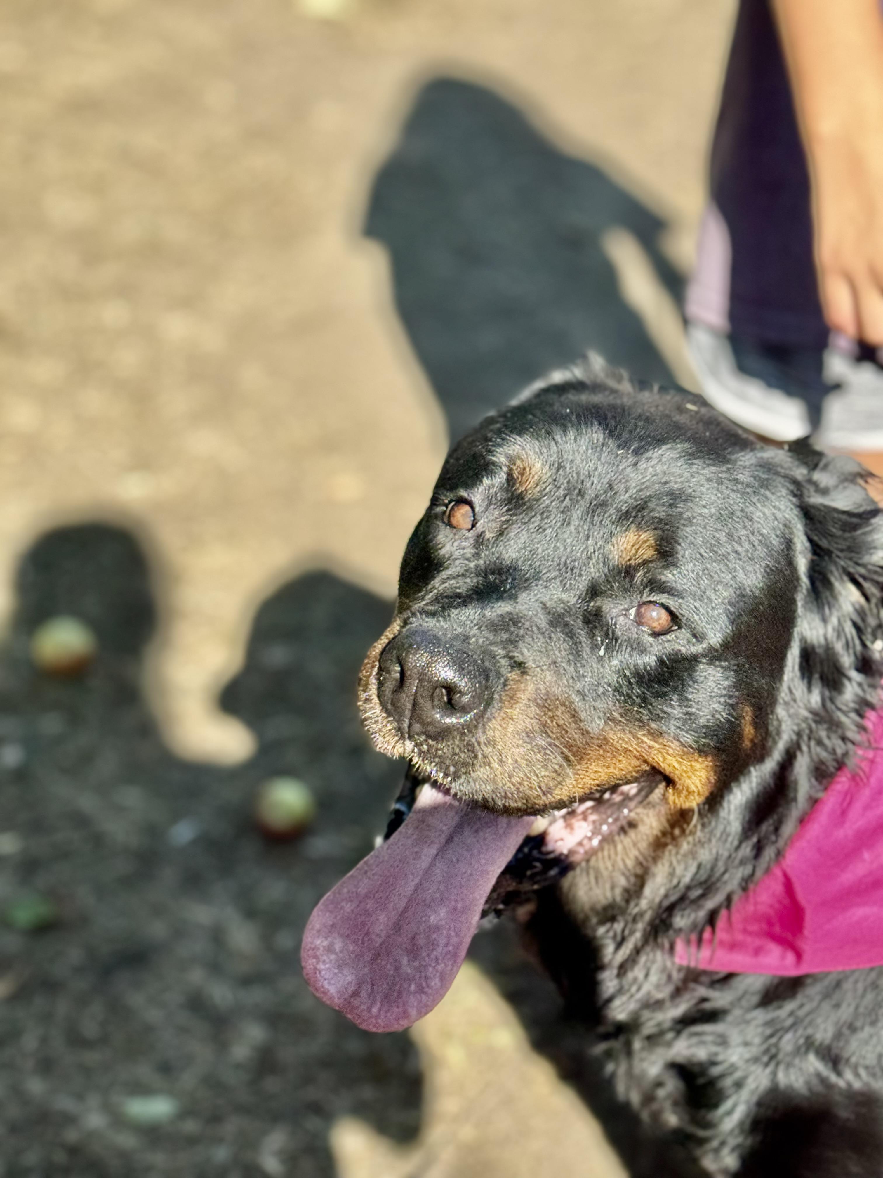 Enlarge Coffee, a Adoptable Rottweiler in Ramona, CA image 2/2