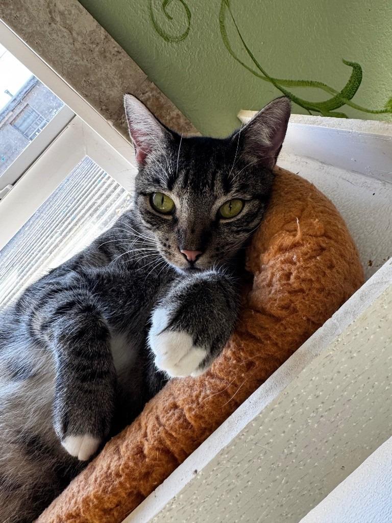 Fasa, Adopted, Adult Female Domestic Short Hair.