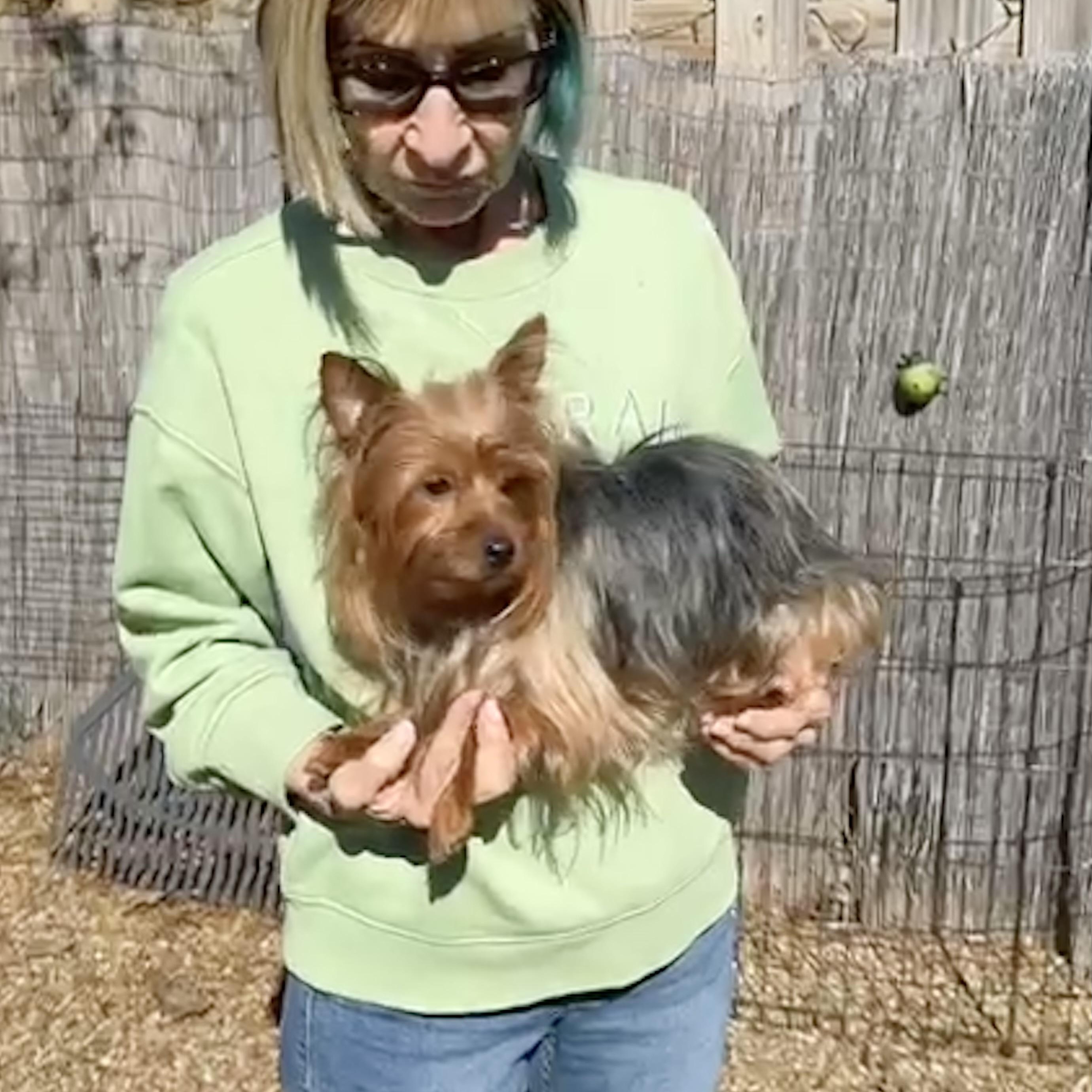 Luna, adopted, Young Female Yorkshire Terrier.