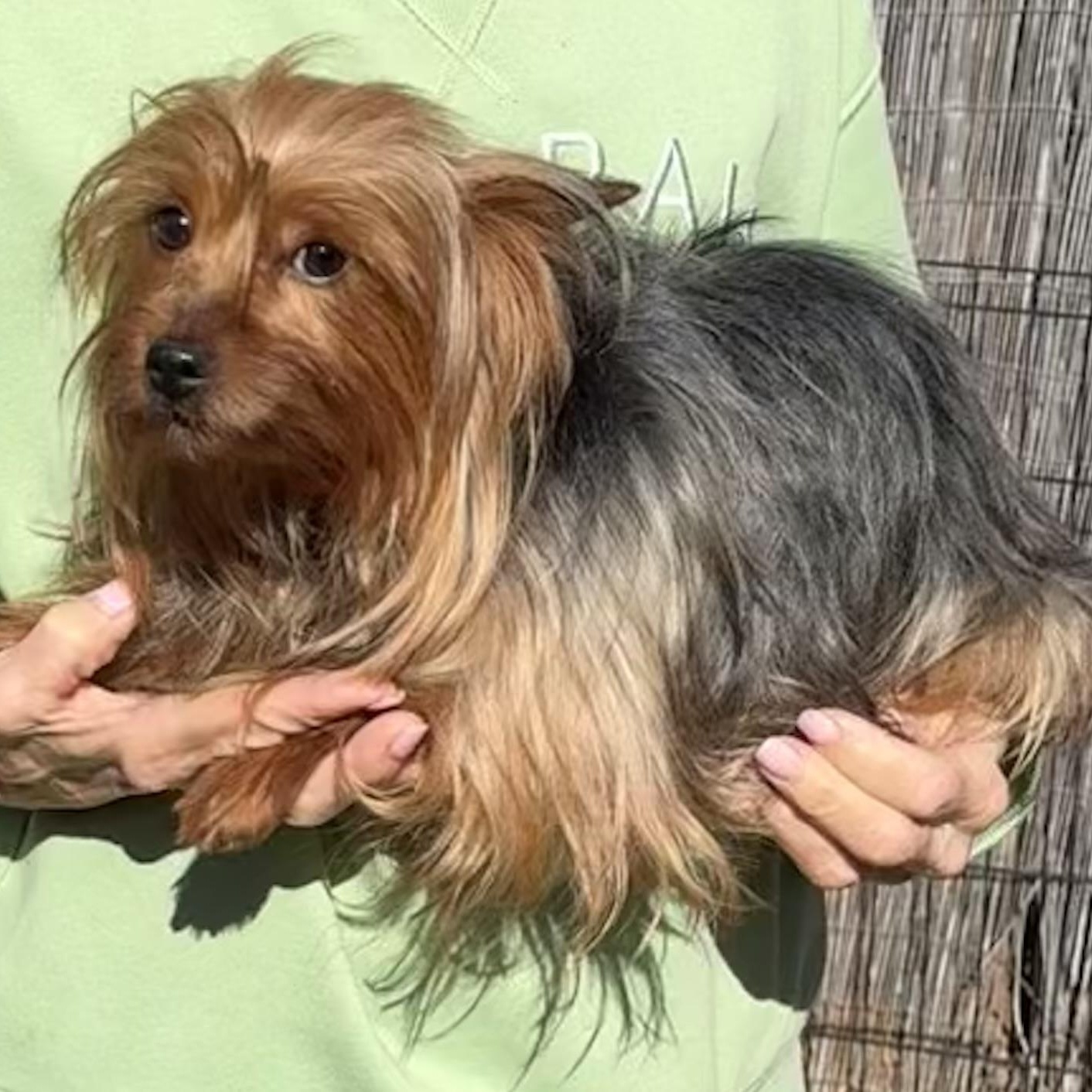 Enlarge Luna, an adopted Yorkshire Terrier in Middletown, CT image 4/5