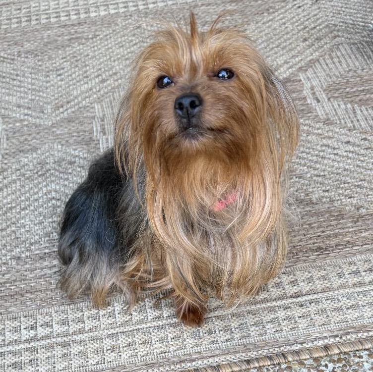 Enlarge Luna, an adopted Yorkshire Terrier in Middletown, CT image 3/5