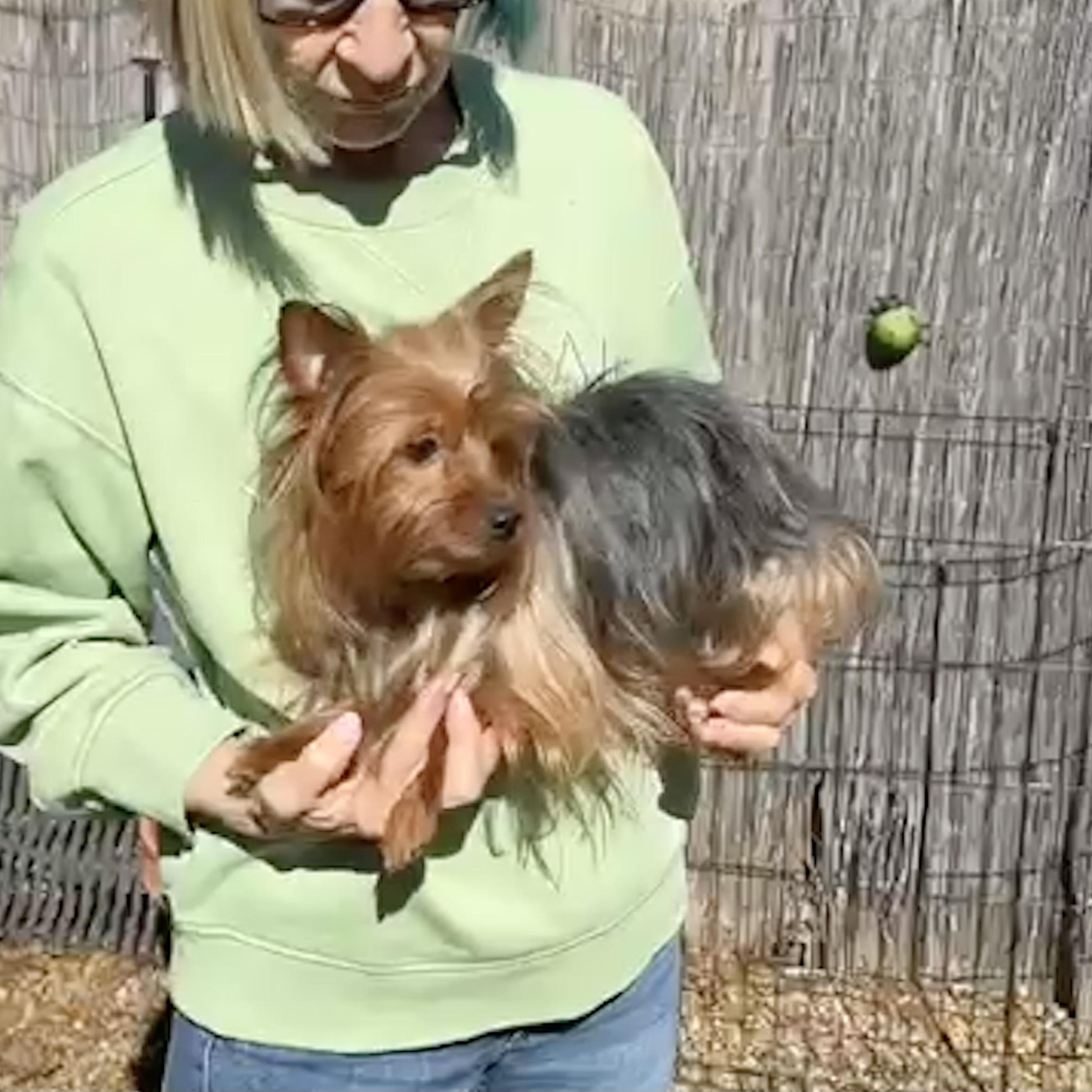 Enlarge Luna, an adopted Yorkshire Terrier in Middletown, CT image 2/5