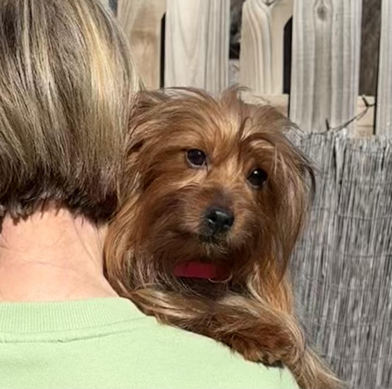 Enlarge Luna, an adopted Yorkshire Terrier in Middletown, CT image 5/5