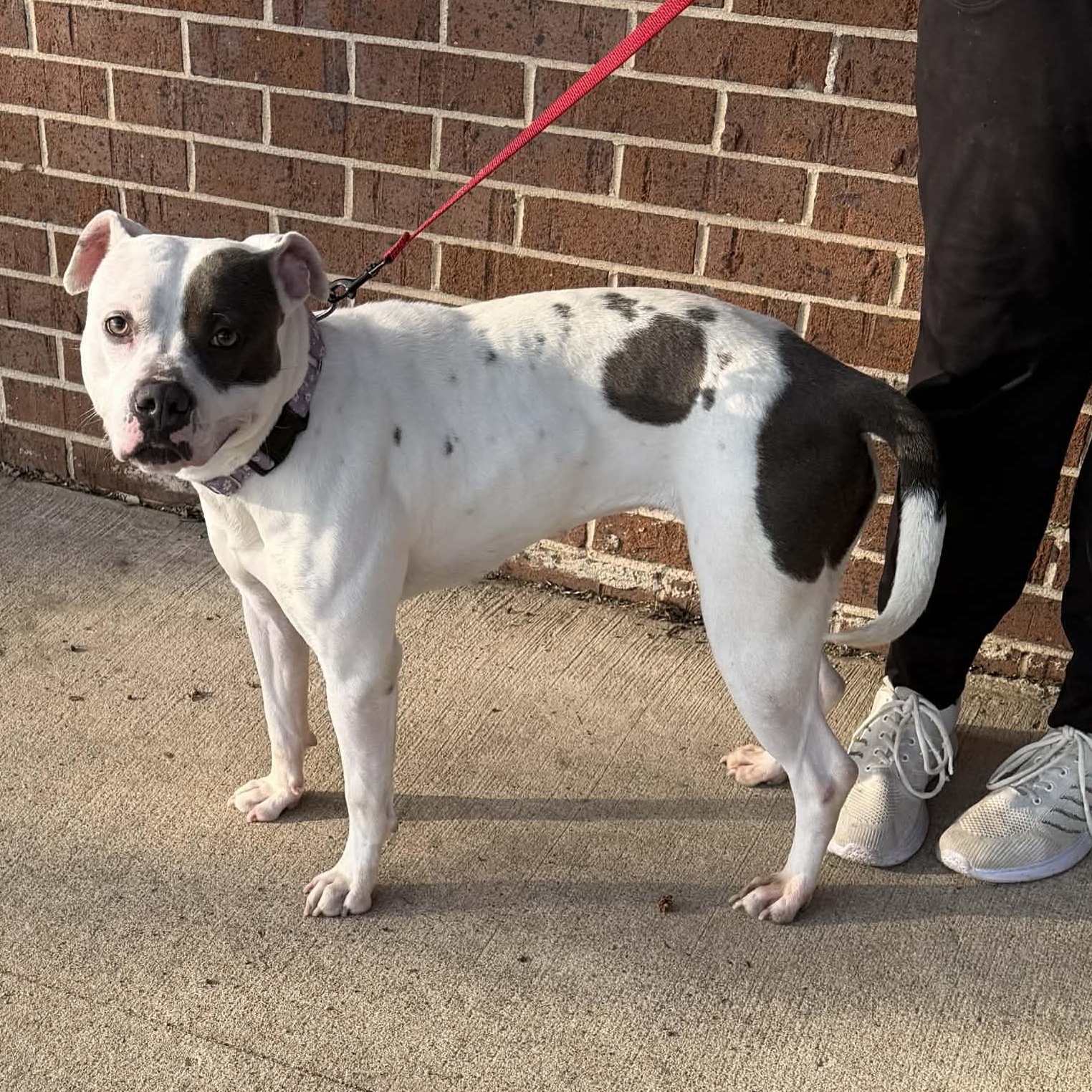 Daisy, a ADOPTABLE mixed breed in Waterloo, IA image 2/5