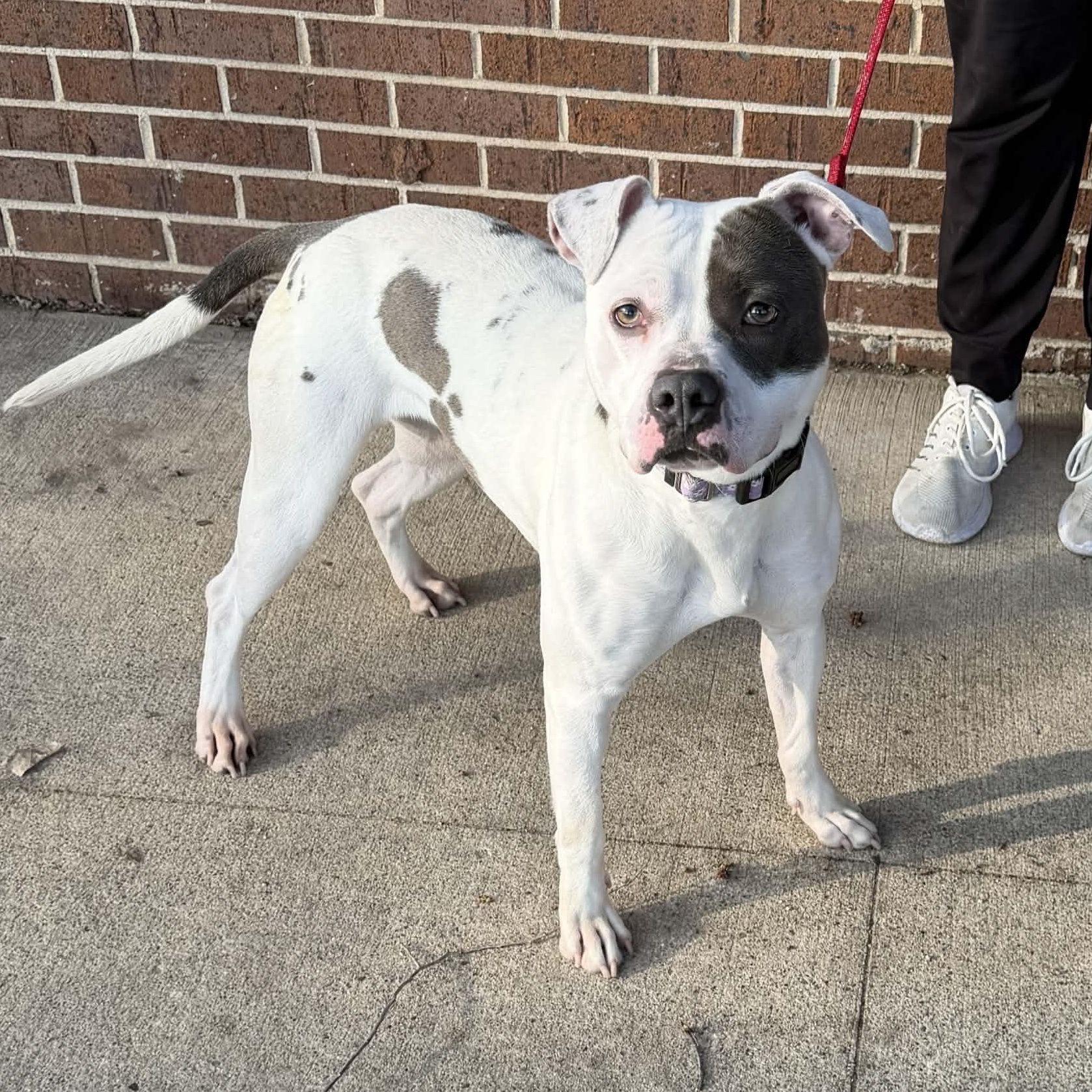 Daisy, ADOPTABLE, Adult Female Pit Bull Terrier.