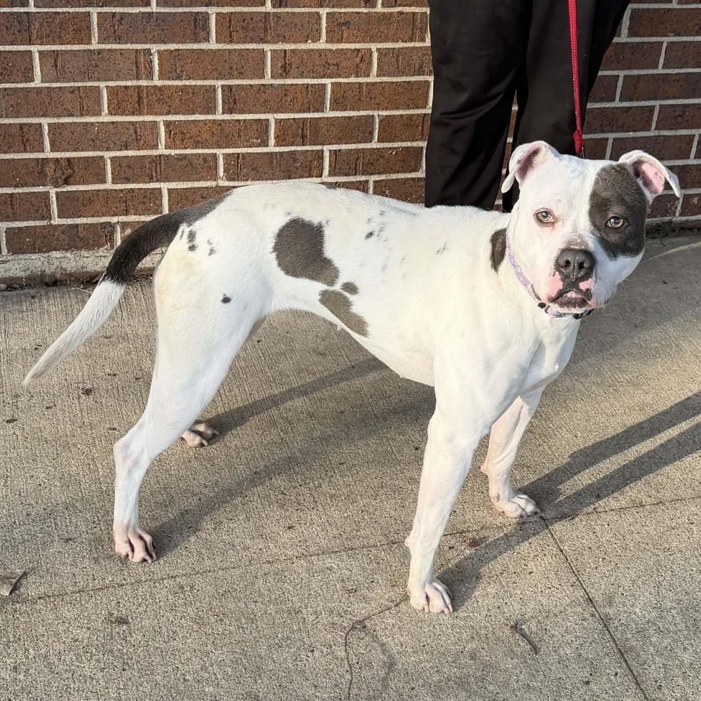 Daisy, a ADOPTABLE mixed breed in Waterloo, IA image 4/5