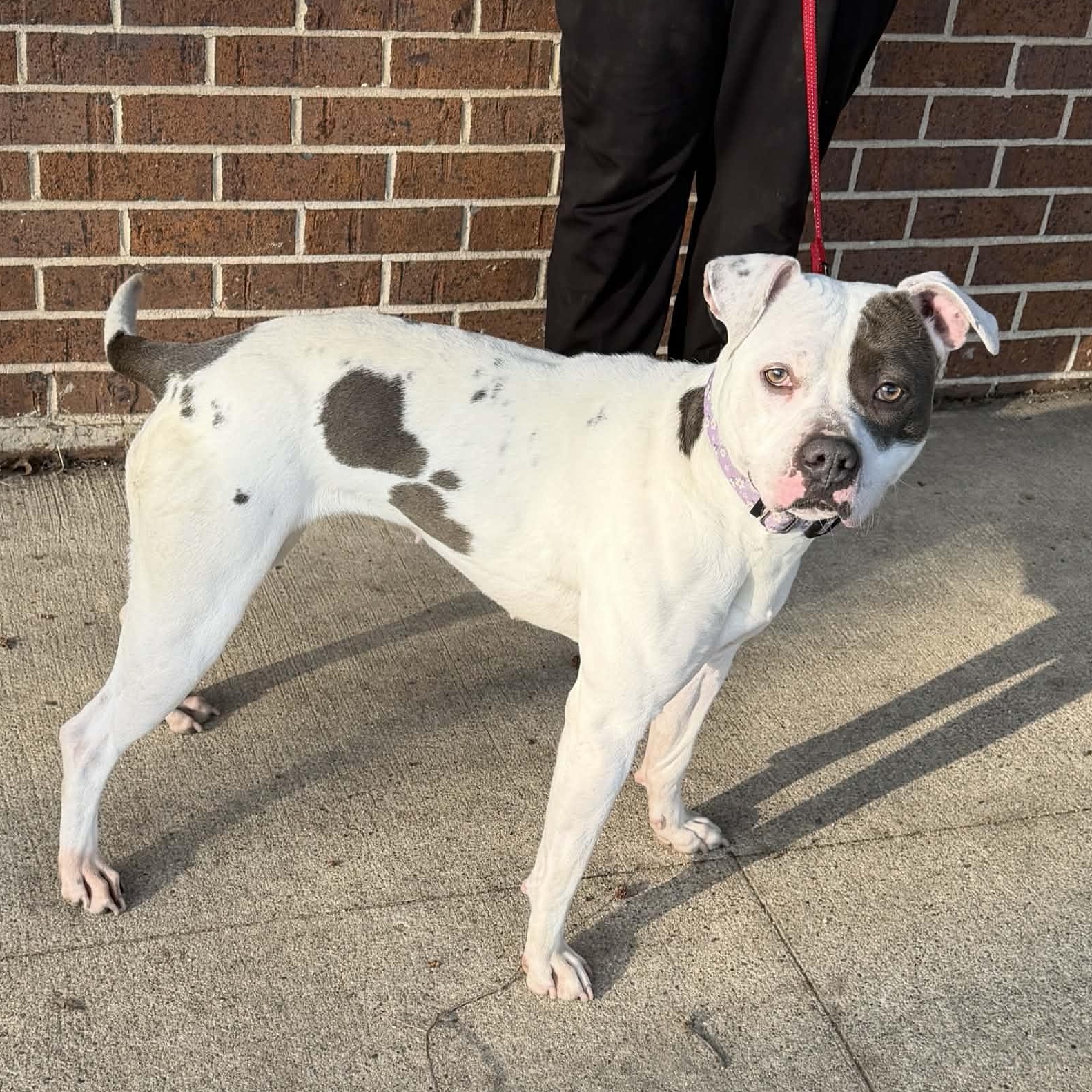 Daisy, a ADOPTABLE mixed breed in Waterloo, IA image 3/5