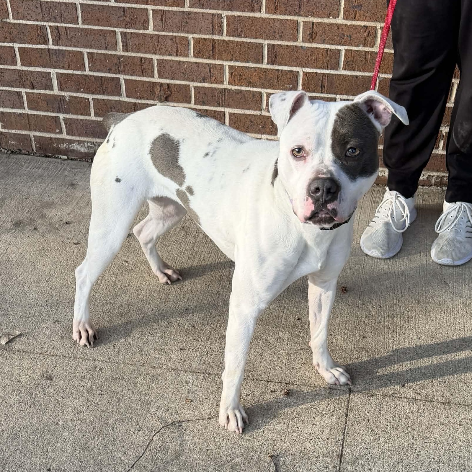 Daisy, a ADOPTABLE mixed breed in Waterloo, IA image 5/5