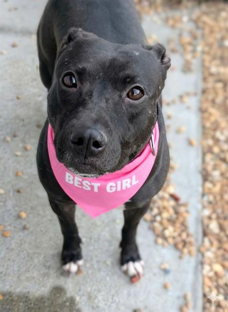 CORDELIA, Adoptable, Adult Female Mixed Breed.
