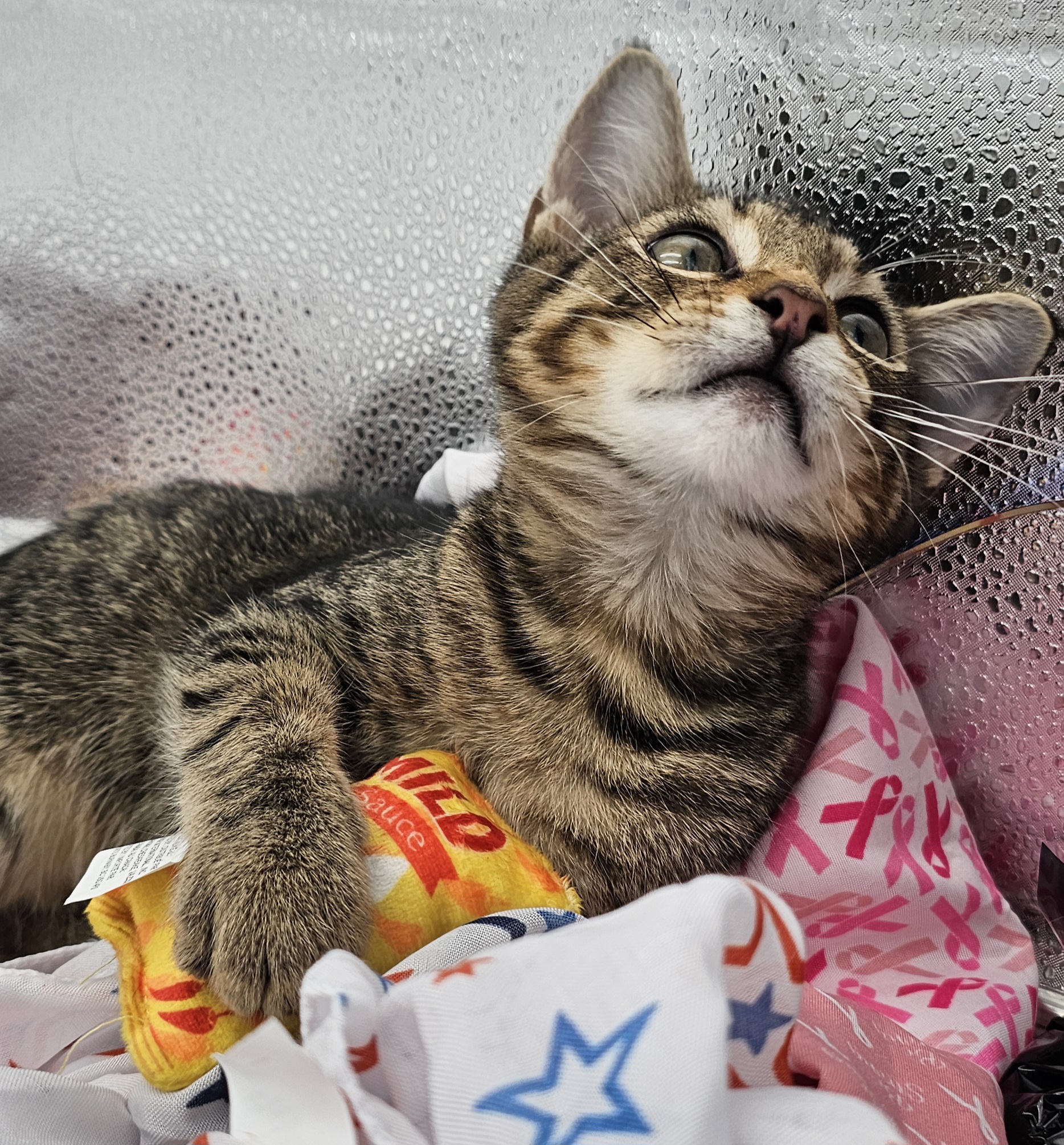 Chilli, Adopted, Kitten Male Maine Coon & Tabby.