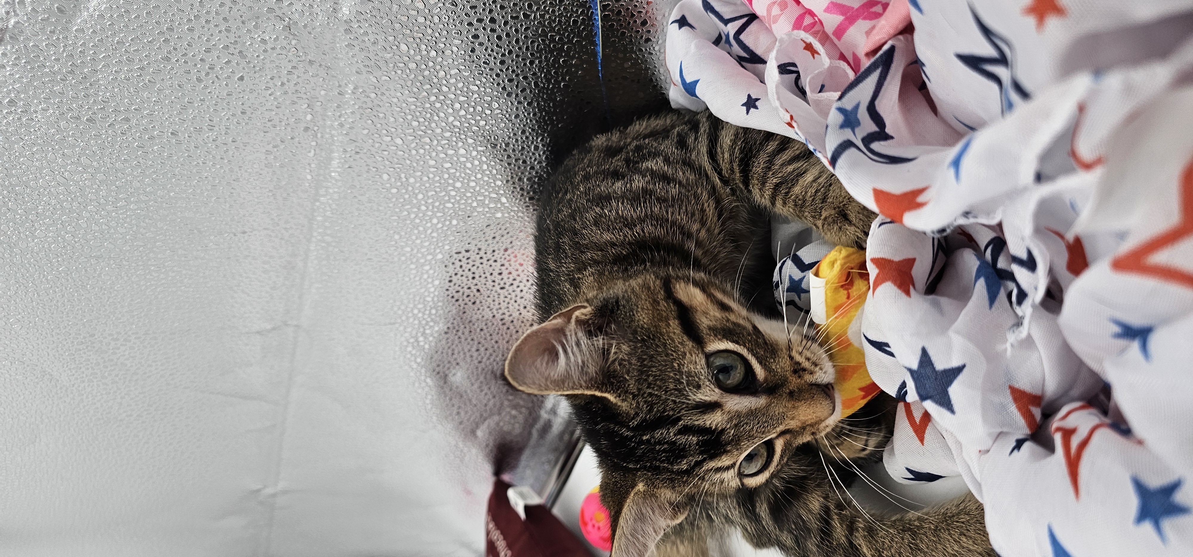 Enlarge Chilli, a Adopted mixed breed in Lucedale, MS image 4/5