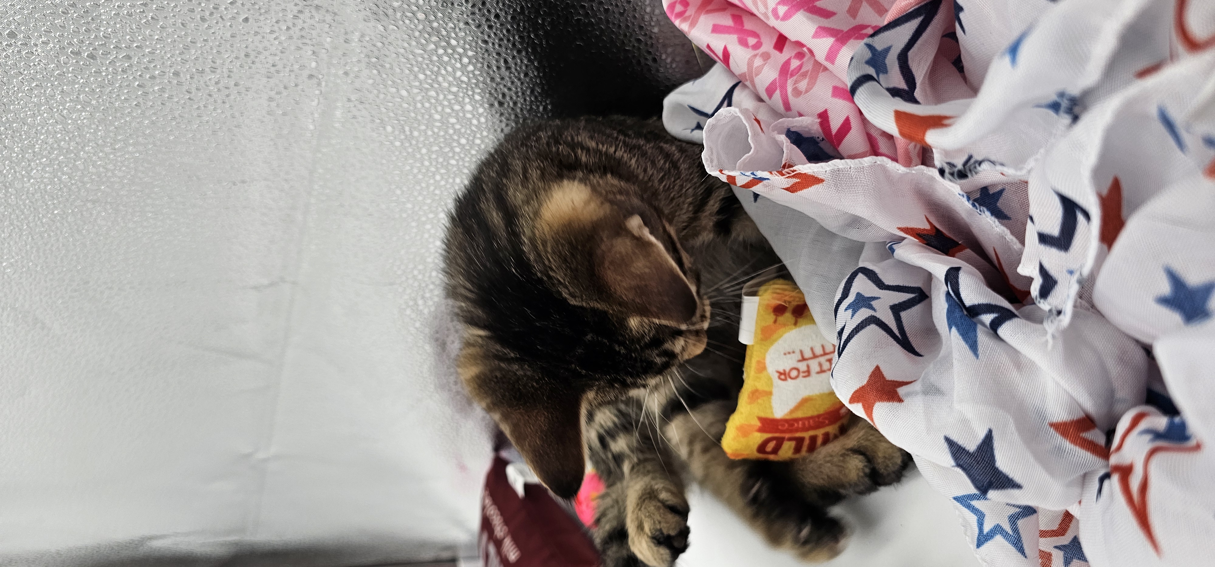 Enlarge Chilli, a Adopted mixed breed in Lucedale, MS image 3/5