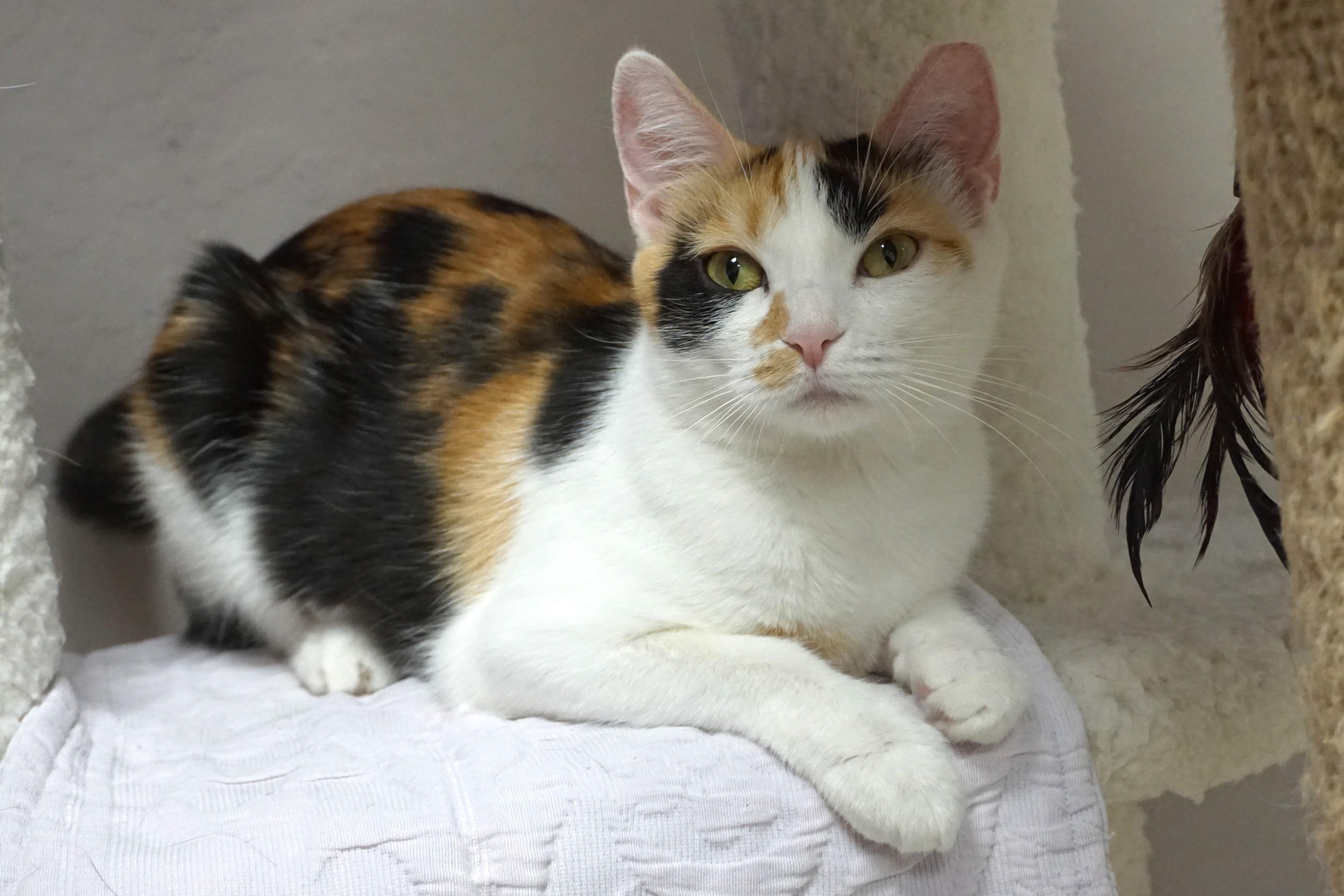 Sundance, ADOPTABLE, Adult Female Domestic Short Hair.