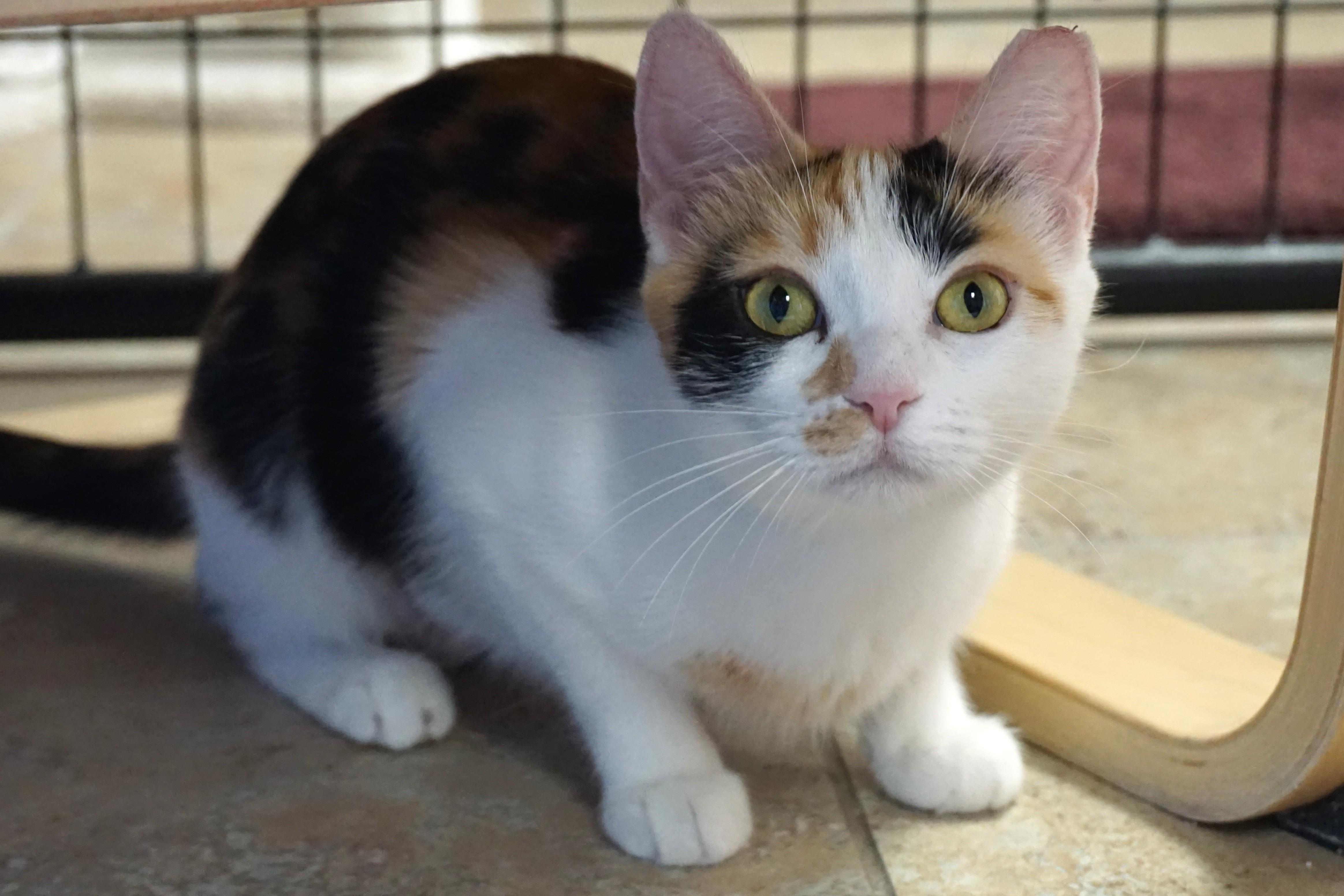 Enlarge Sundance, a ADOPTABLE Domestic Short Hair in Fountain Hills, AZ image 4/4