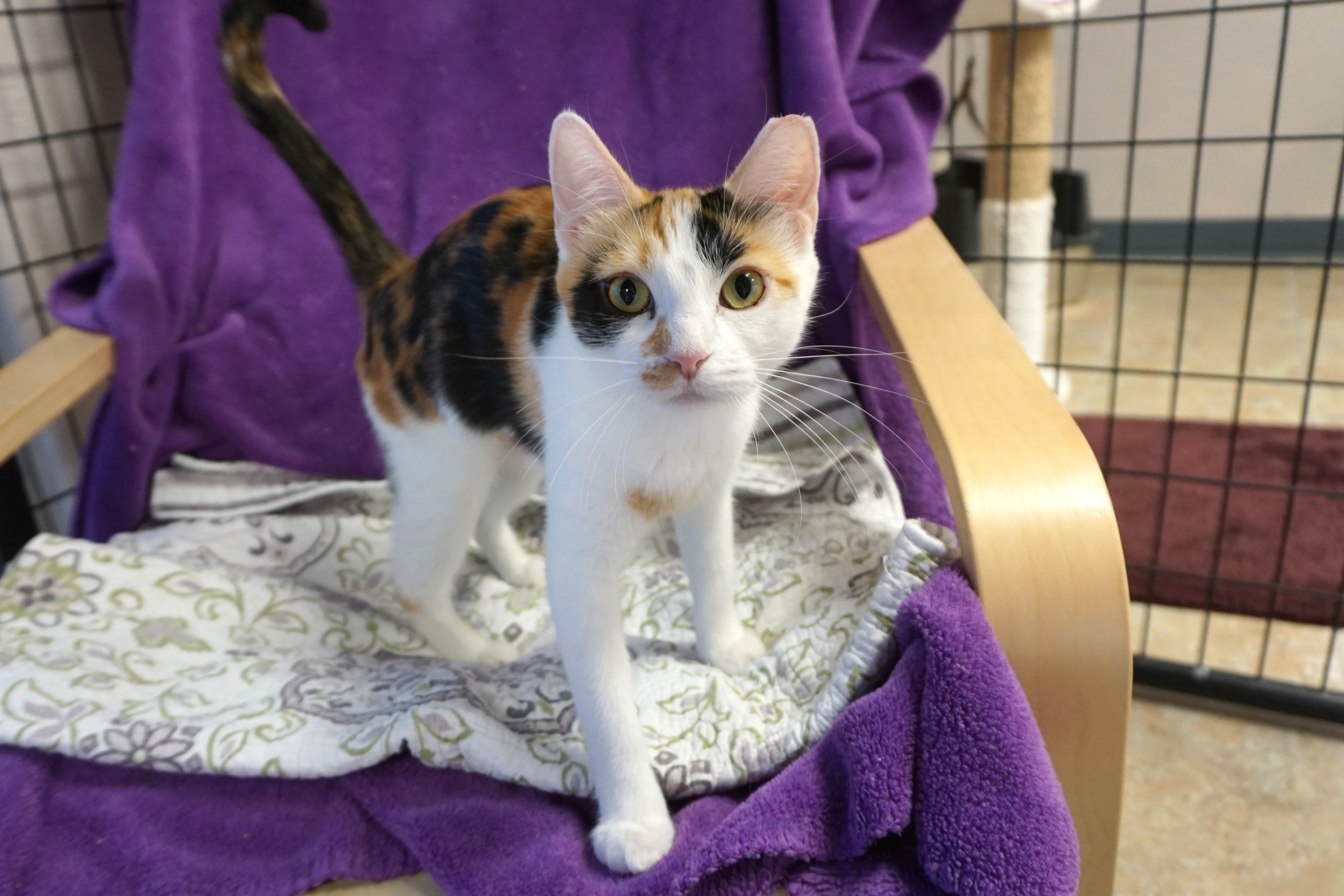 Enlarge Sundance, a ADOPTABLE Domestic Short Hair in Fountain Hills, AZ image 3/4