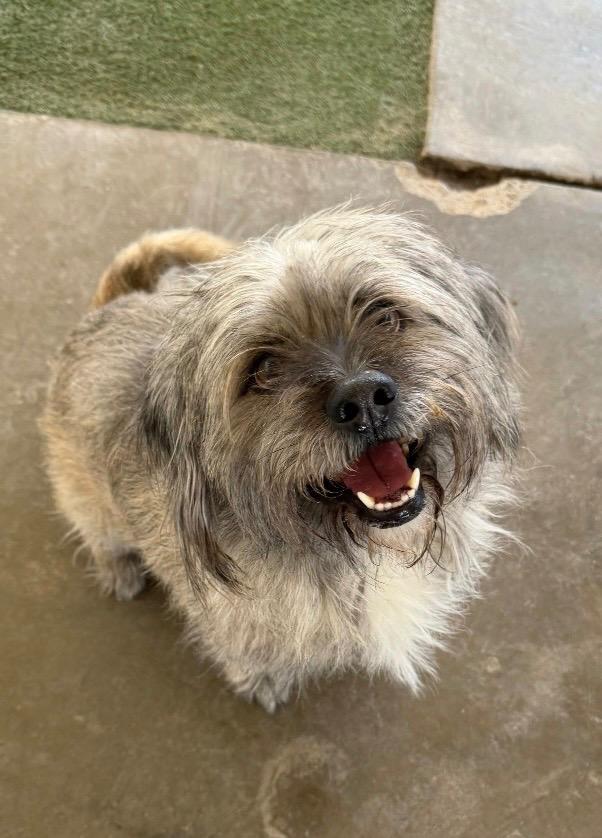 Hero, Adoptable, Adult Male Terrier.